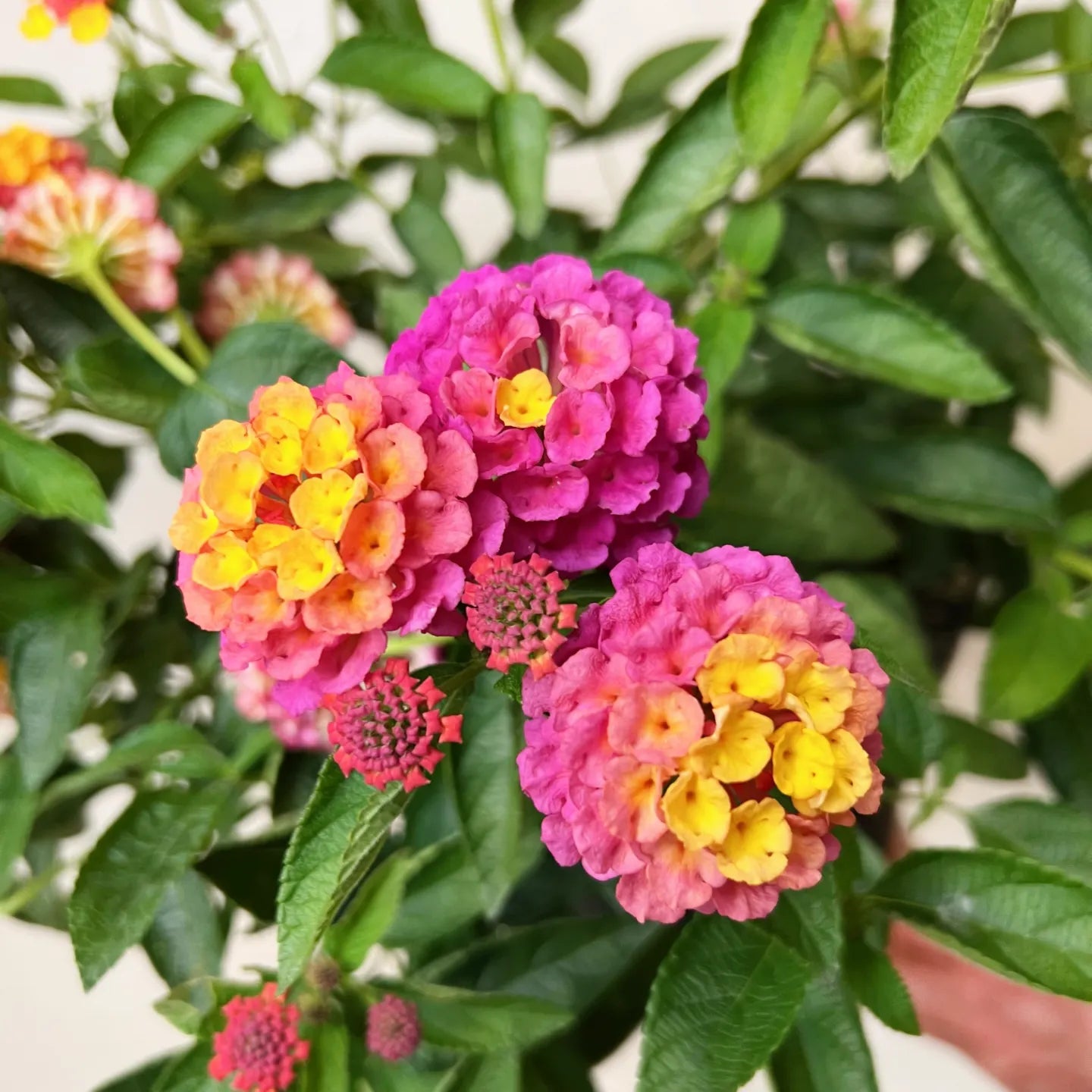 Lantana