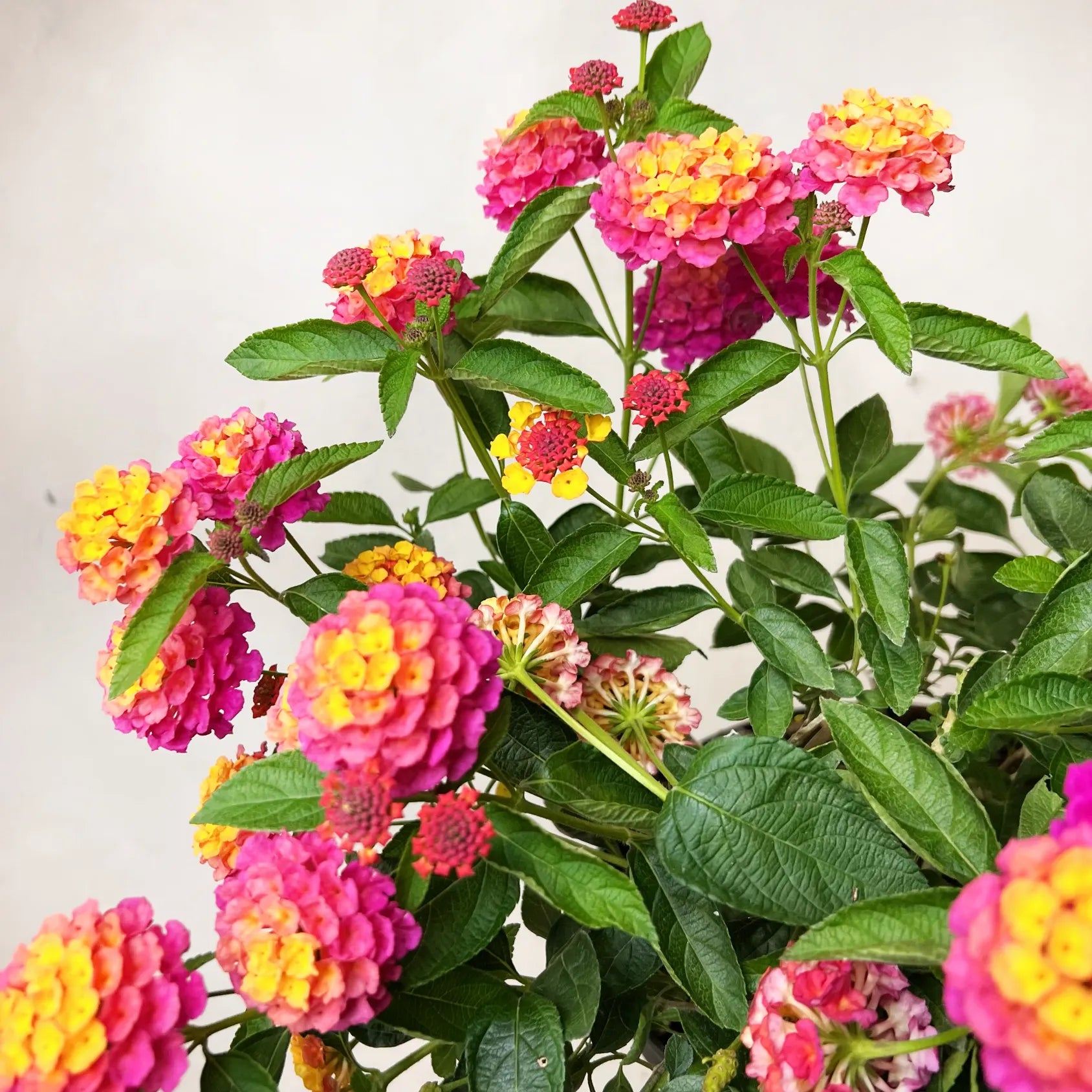 Lantana