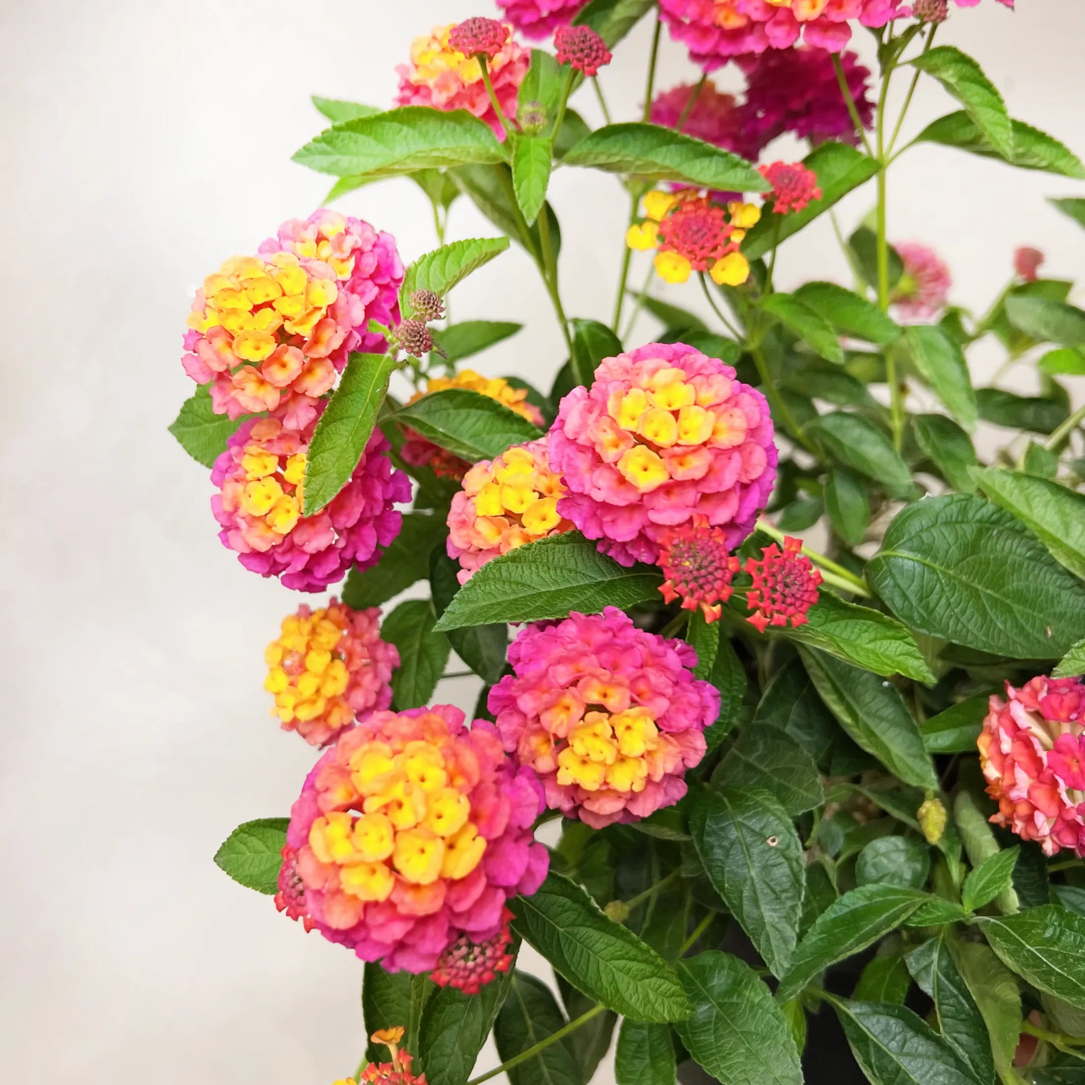 Lantana