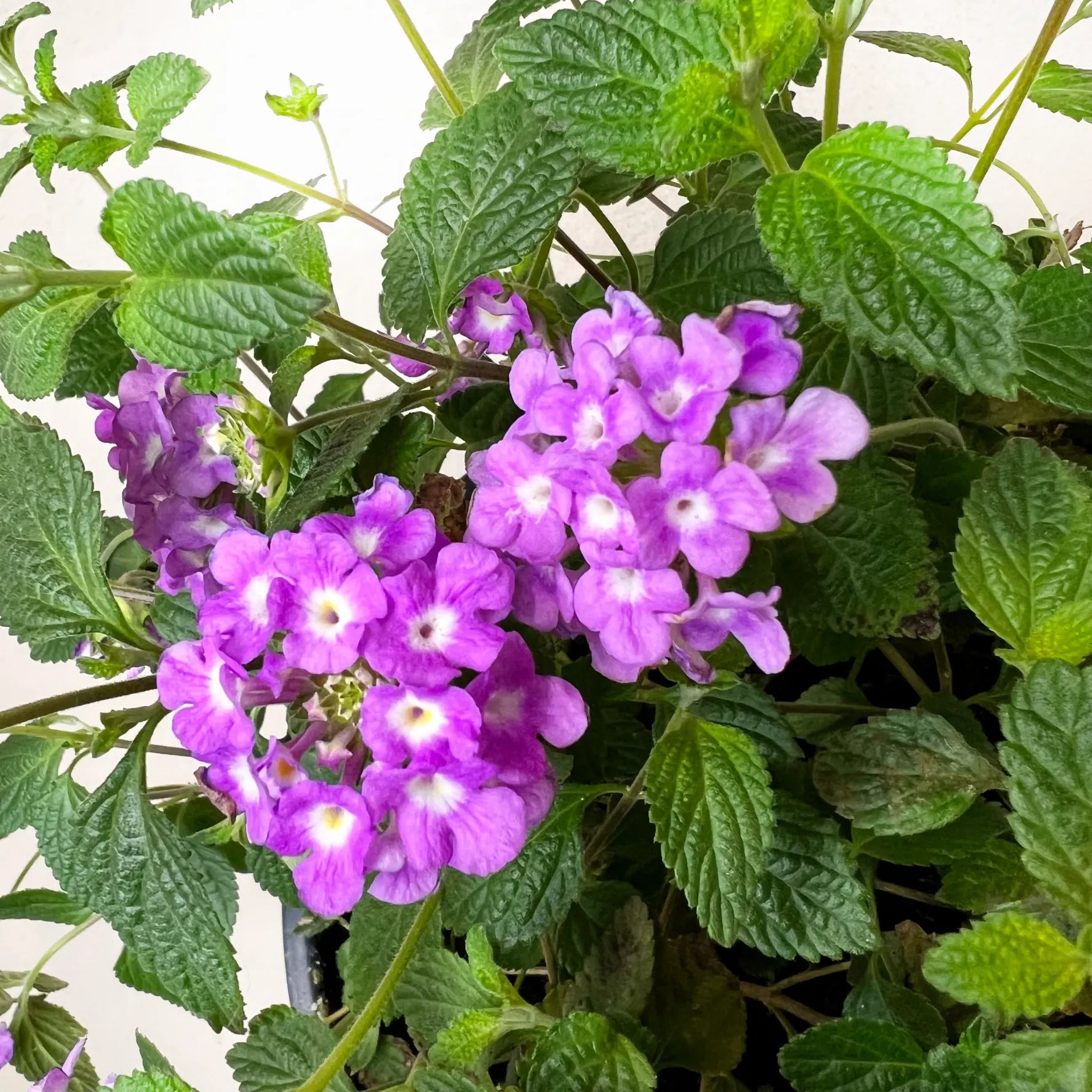 Lantana Camara