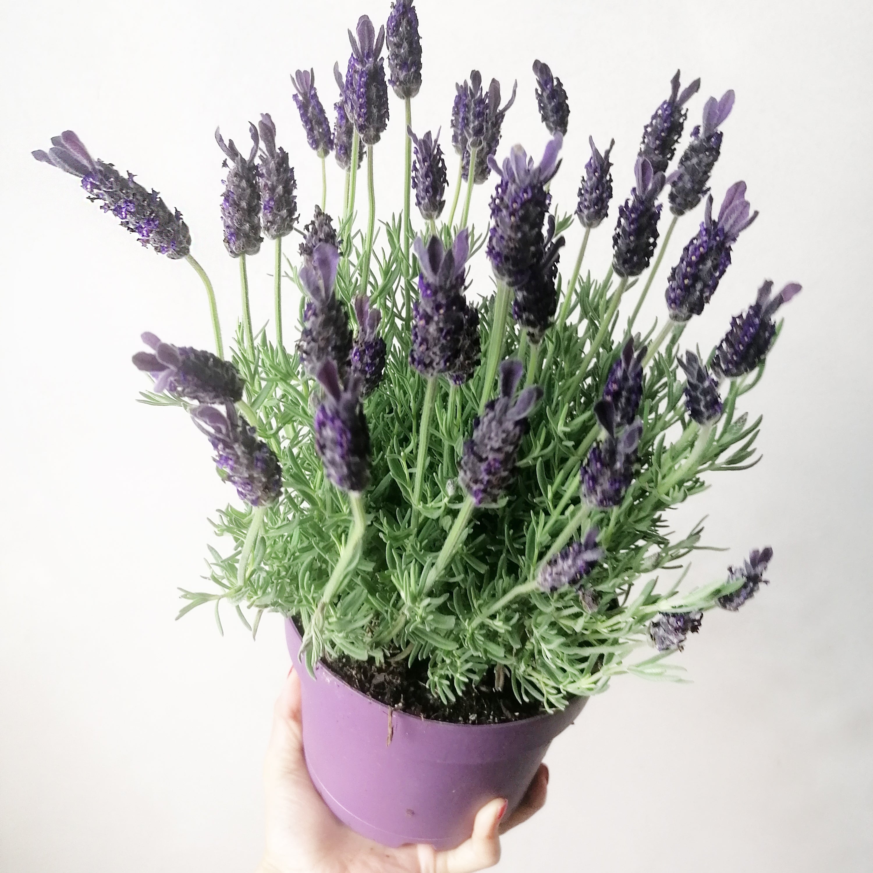 LAVANDA ANOUK