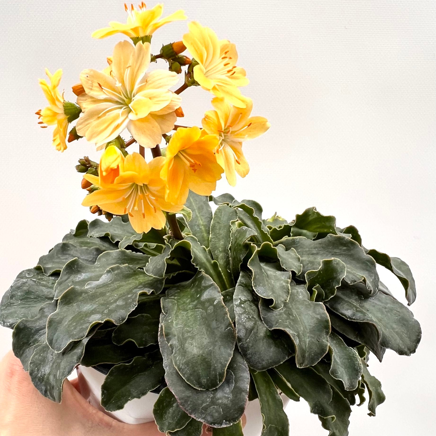 Lewisia cotyledon “Elise” /giallo arancio