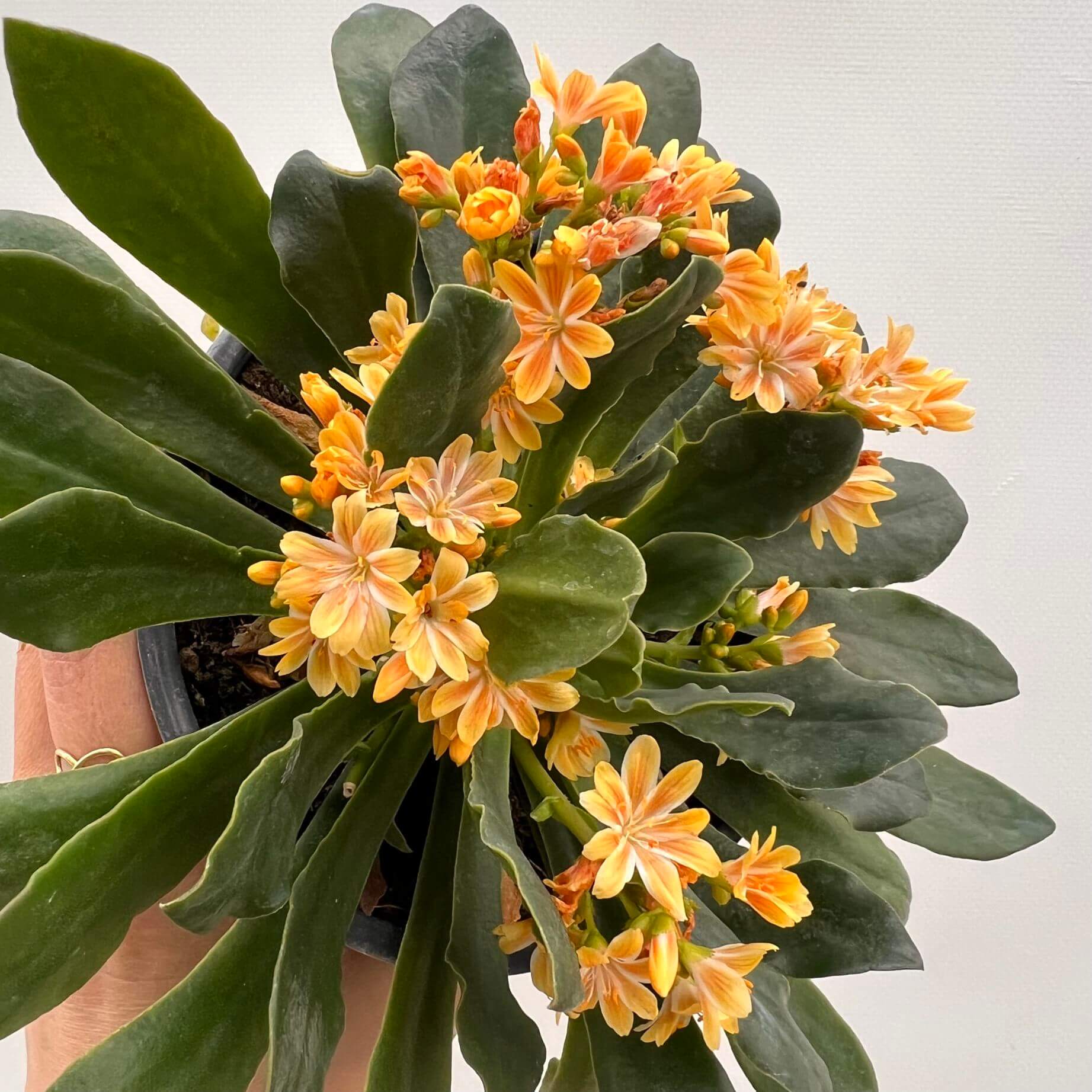 Lewisia cotyledon “Elise” /giallo arancio