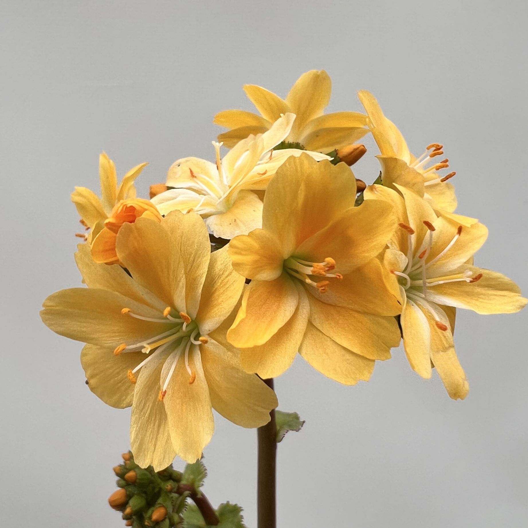 Lewisia cotyledon “Elise” /giallo arancio