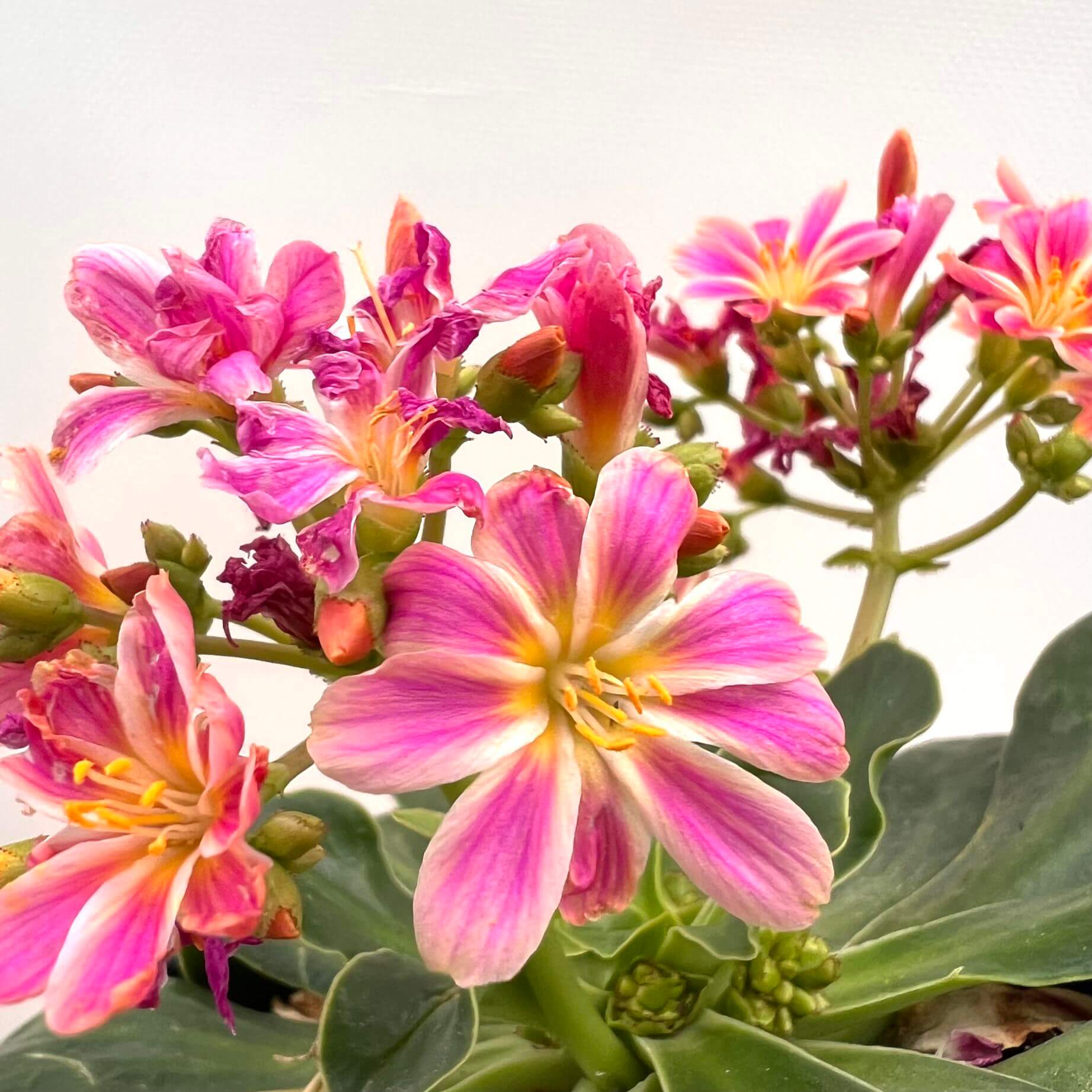 Lewisia cotyledon “Elise” /rosa
