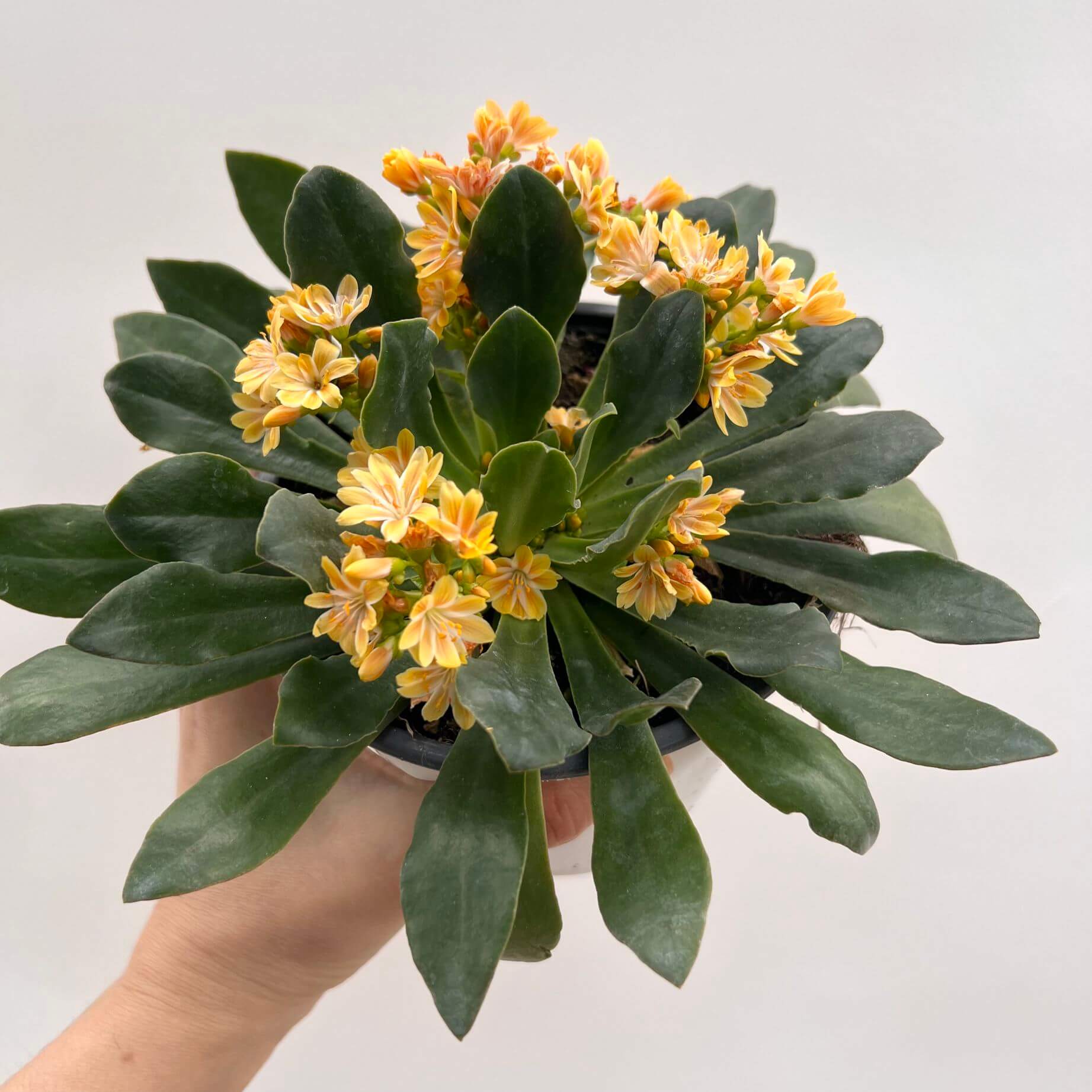 Lewisia cotyledon “Elise” /giallo arancio
