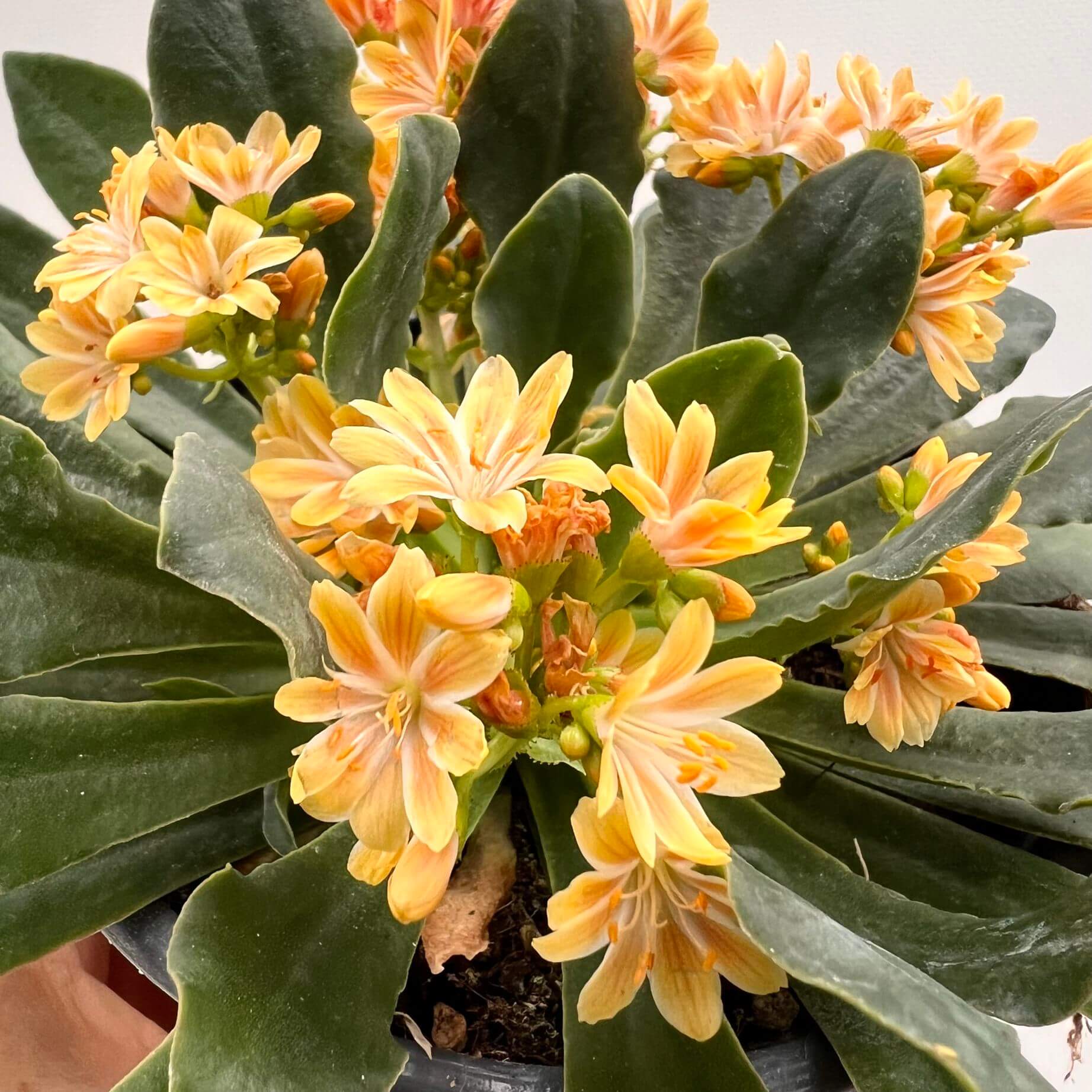Lewisia cotyledon “Elise” /giallo arancio