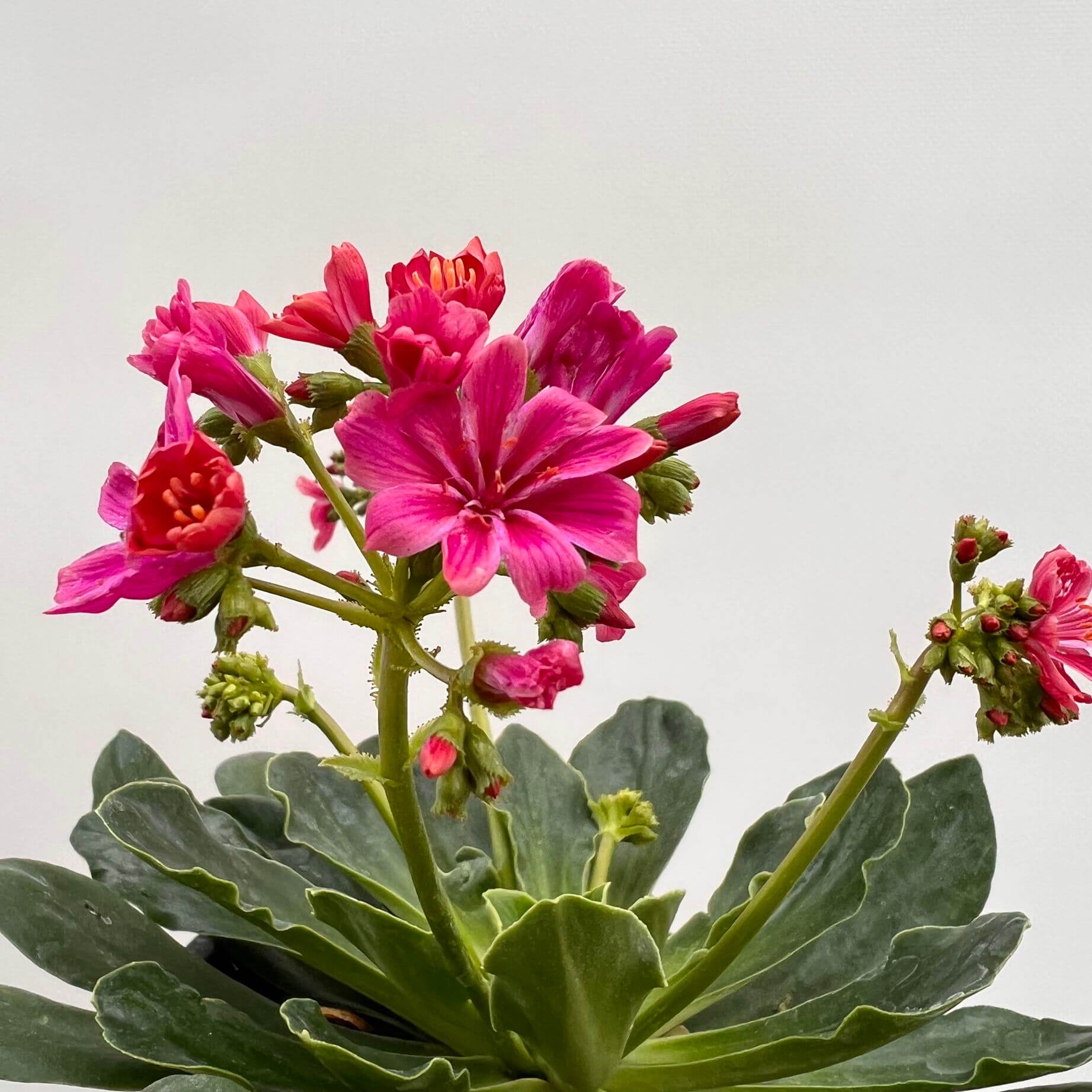 Lewisia cotyledon “Elise” /fuxia