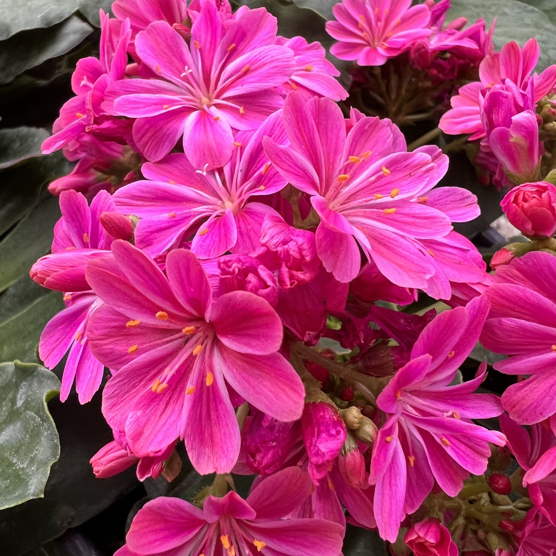 Lewisia cotyledon “Elise” /fuxia