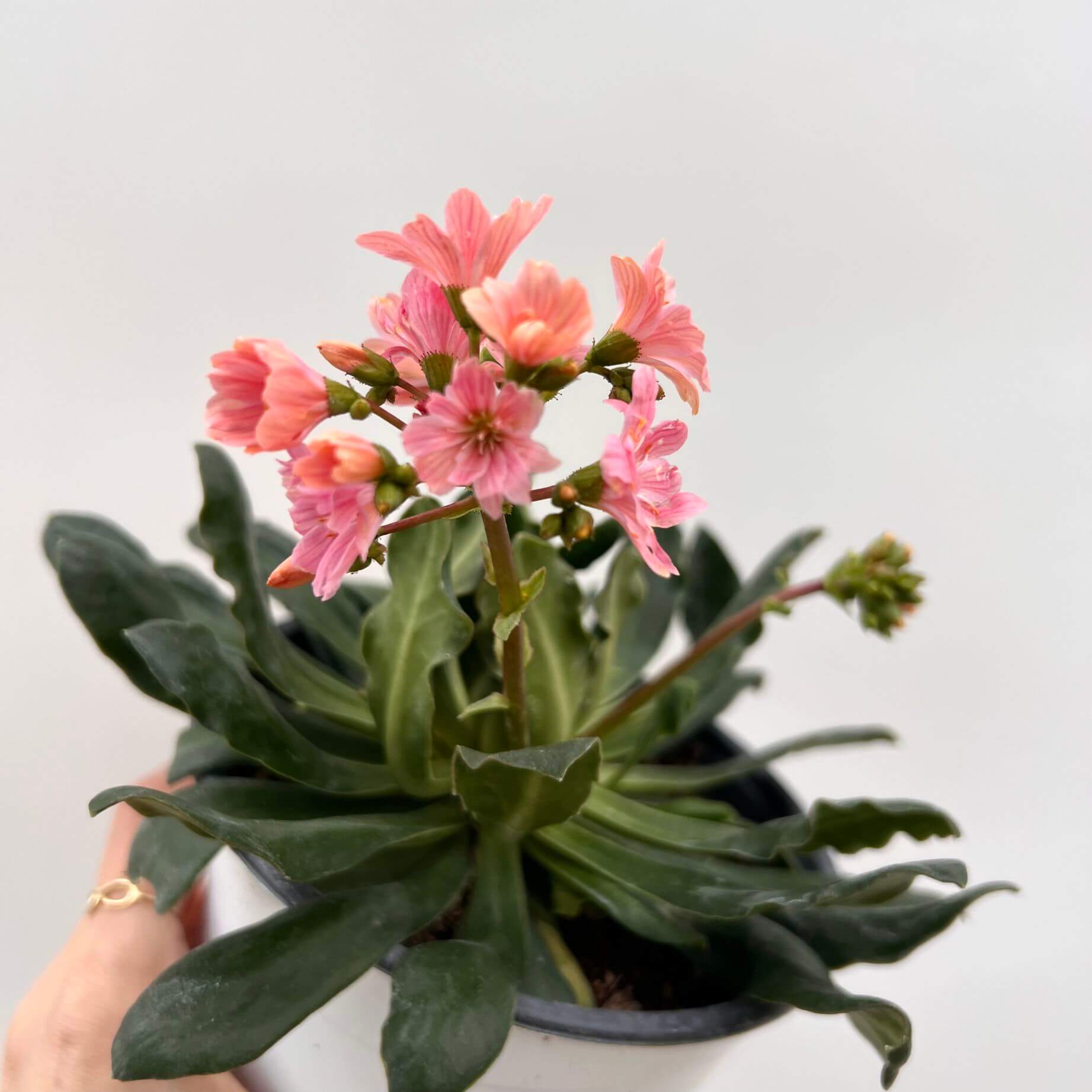 Lewisia cotyledon “Elise” /rosa