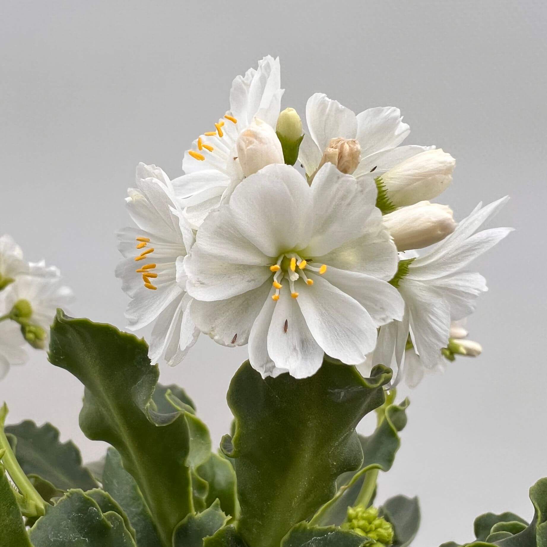 Lewisia cotyledon “Elise” /bianco
