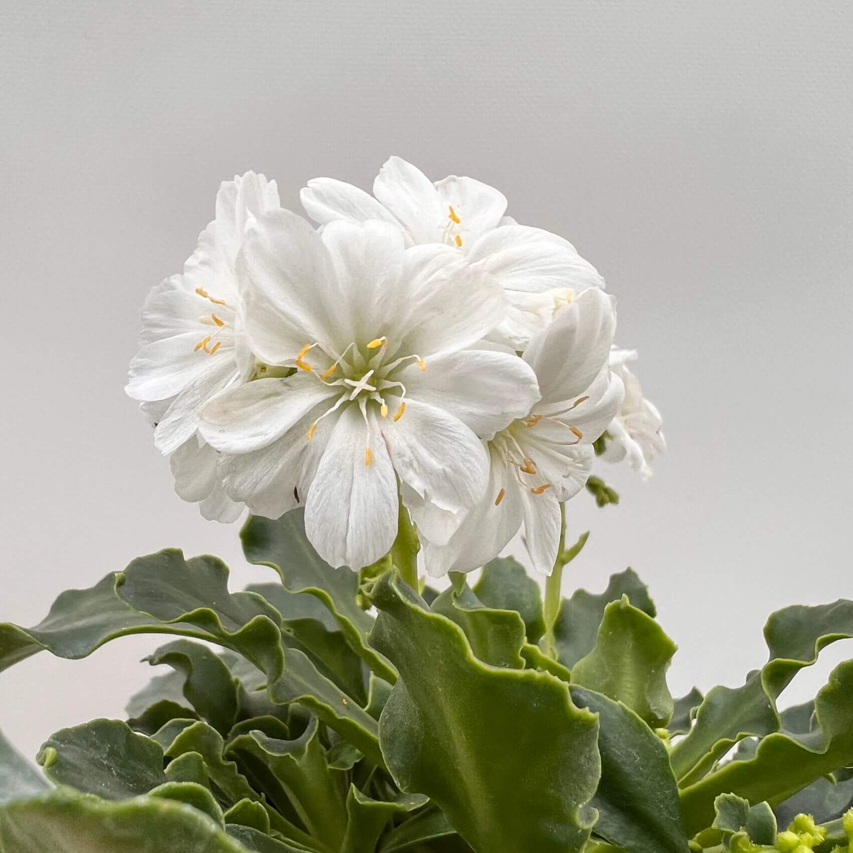 Lewisia cotyledon “Elise” /bianco