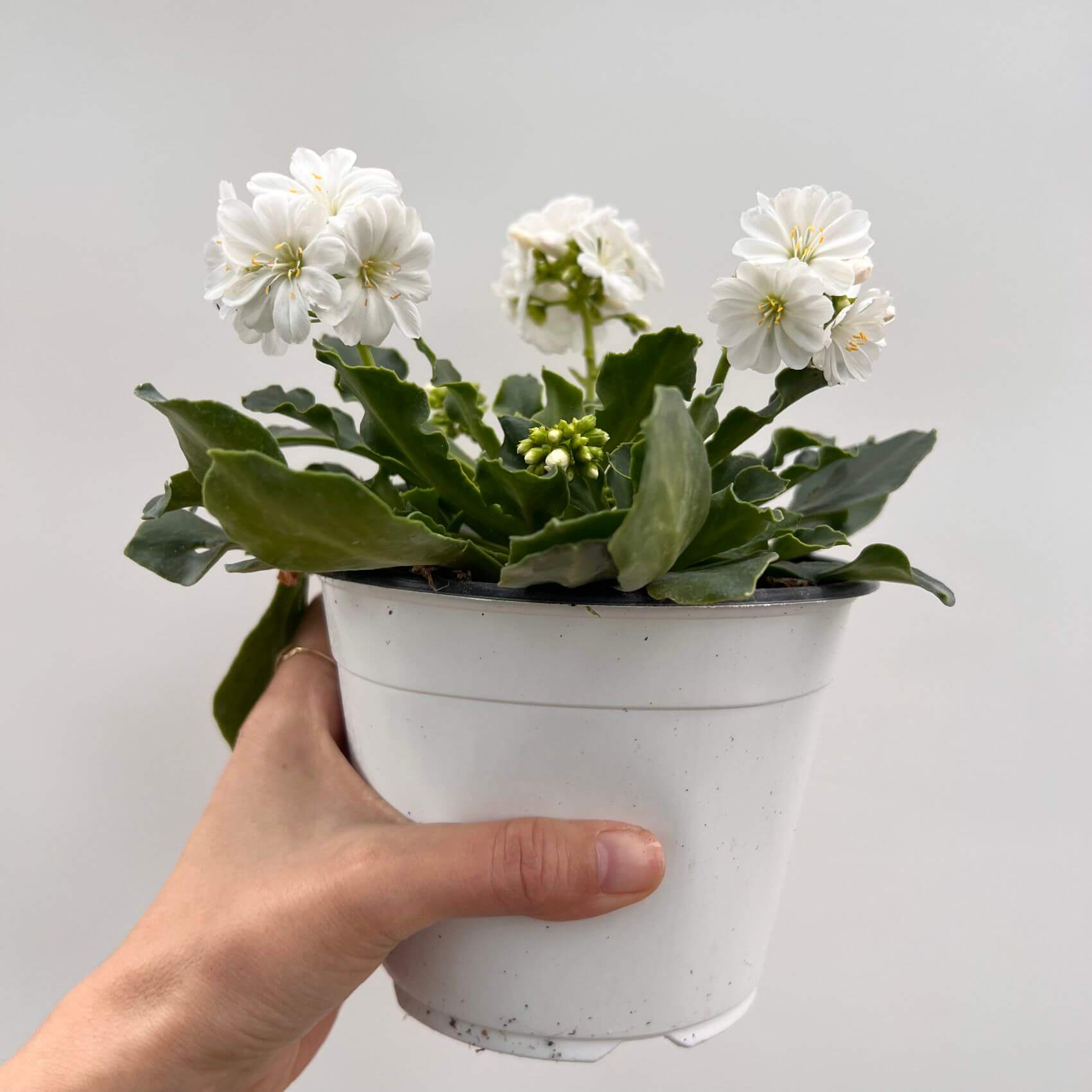 Lewisia cotyledon “Elise” /bianco