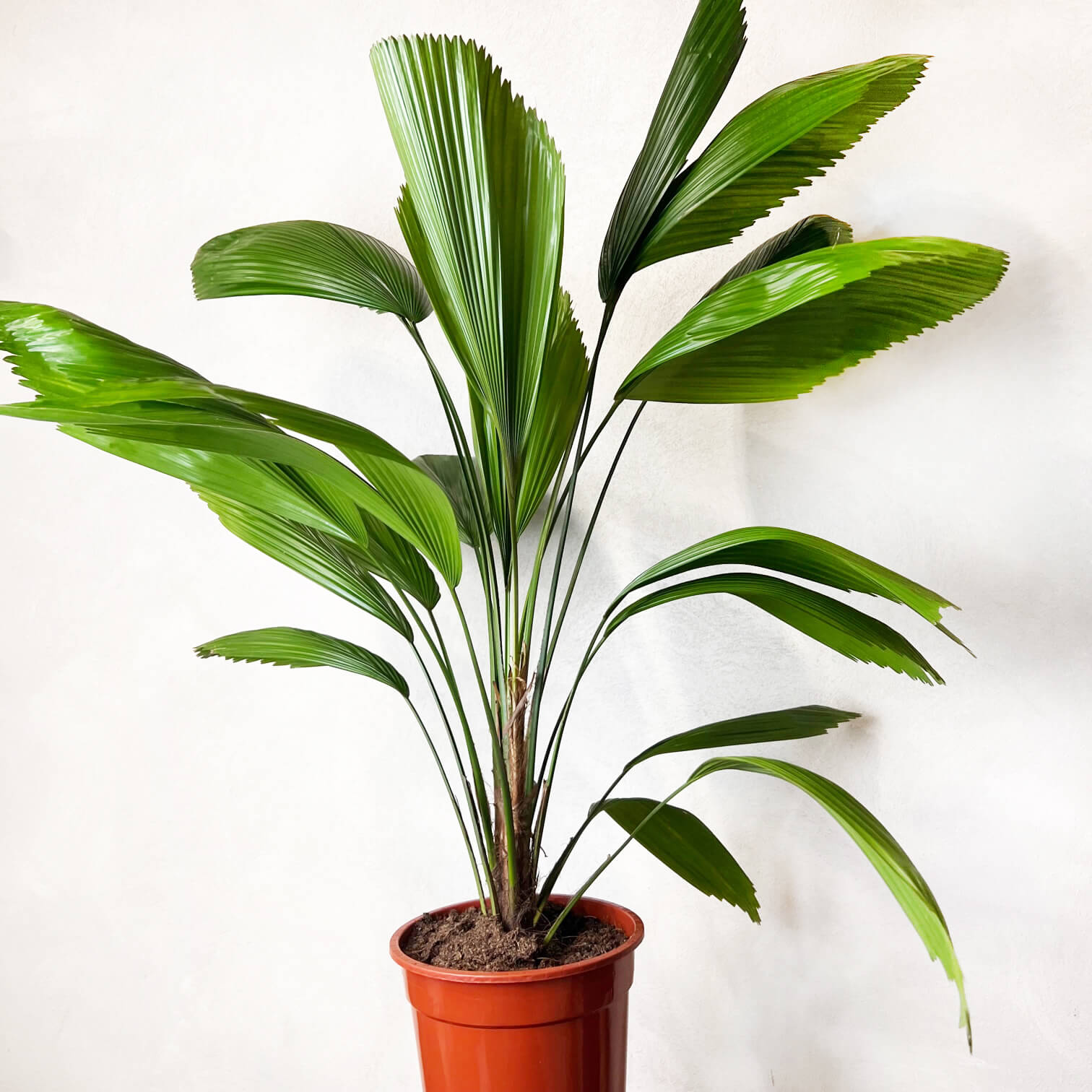 Licuala grandis
