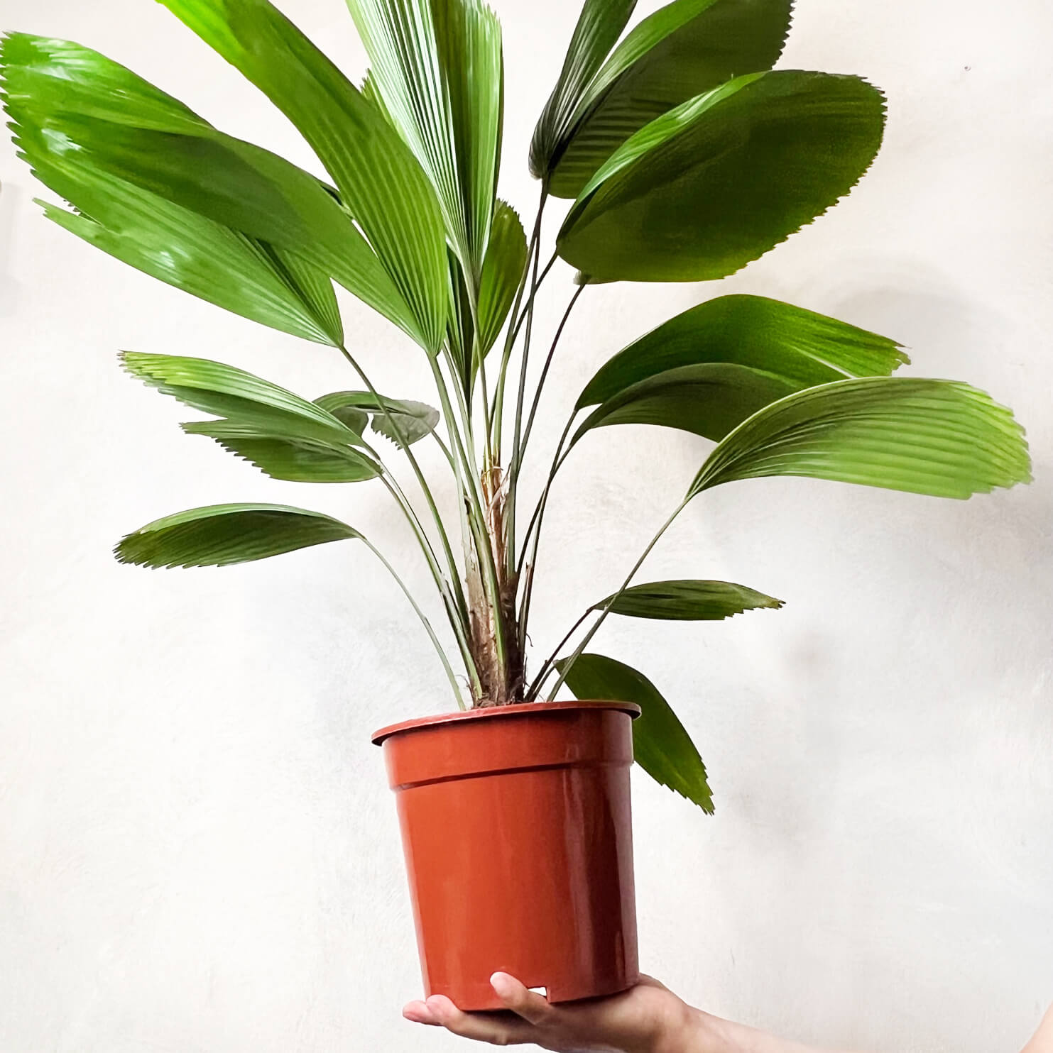 Licuala grandis