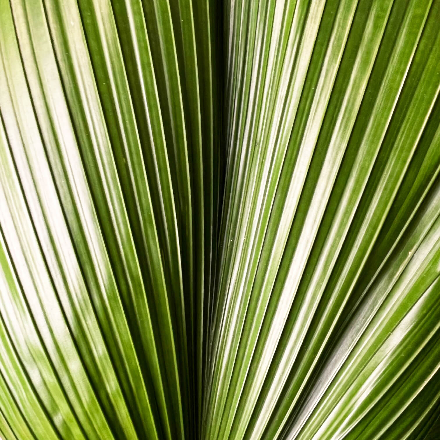 Licuala grandis