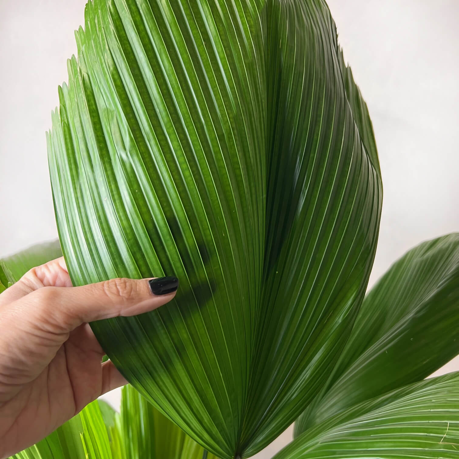Licuala grandis
