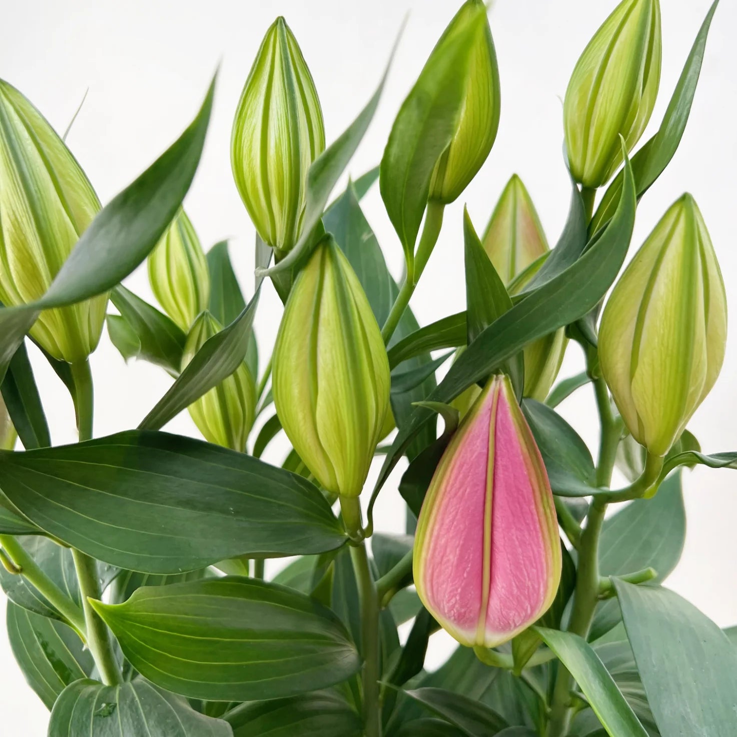 Lilium