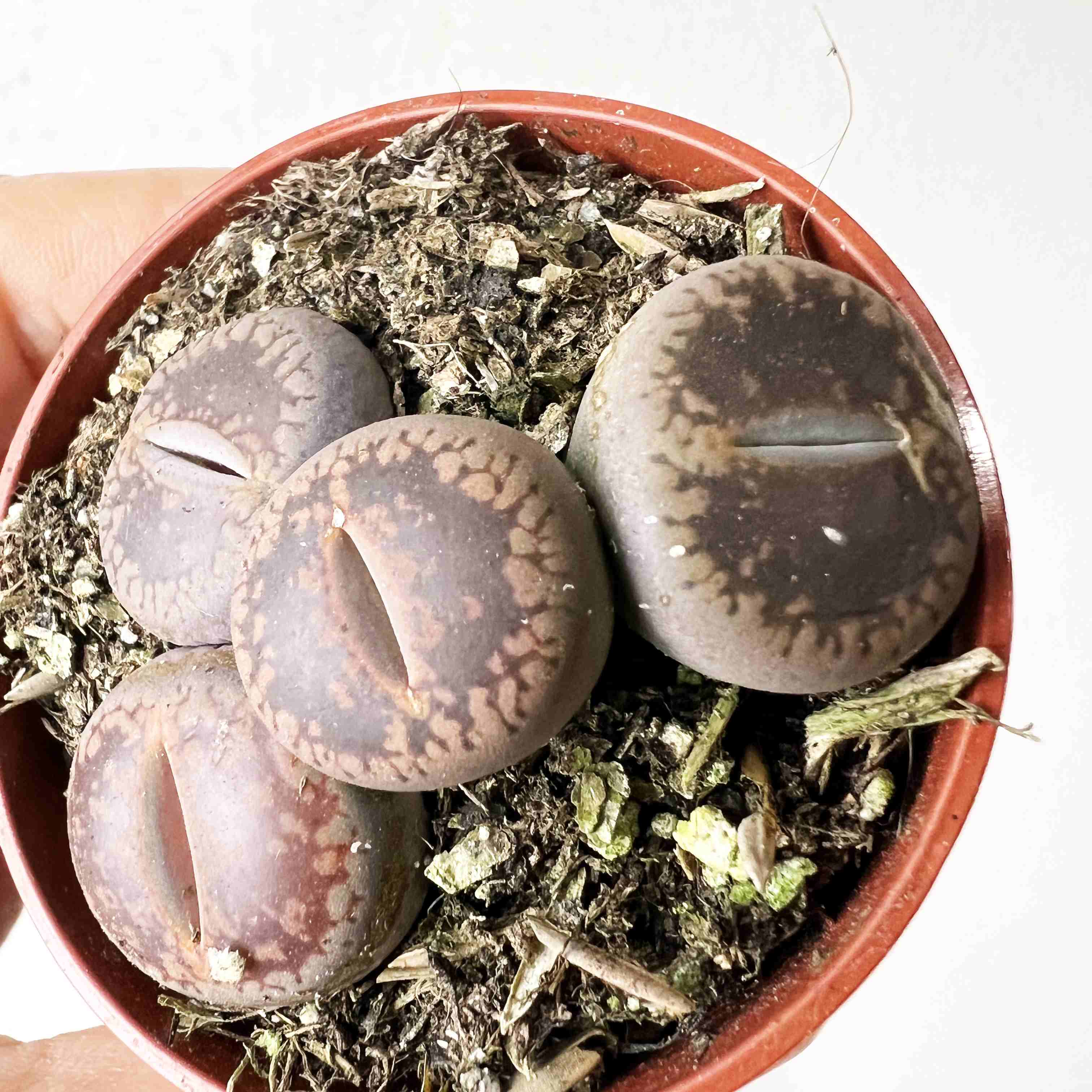 Lithops (sassi viventi)