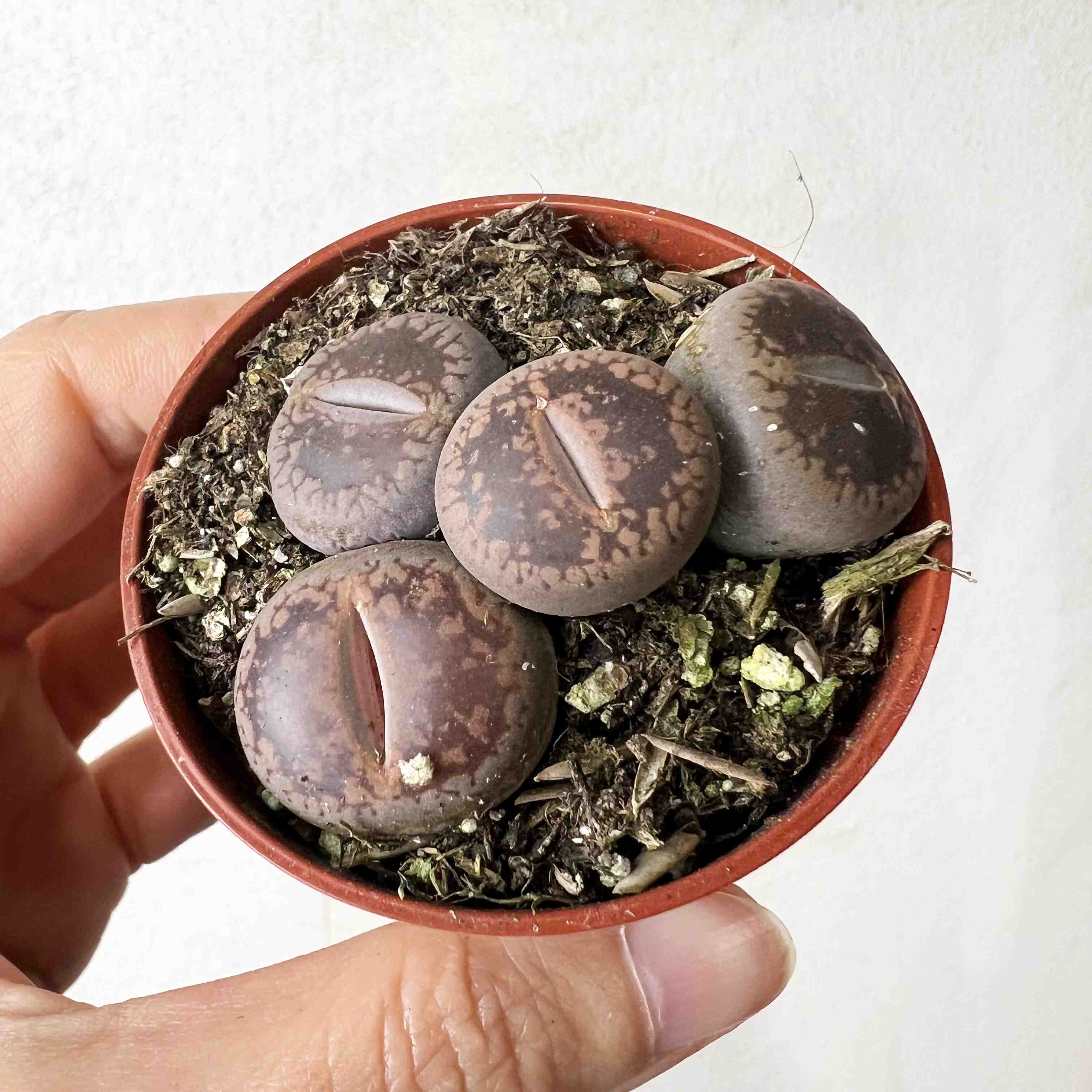 Lithops (sassi viventi)