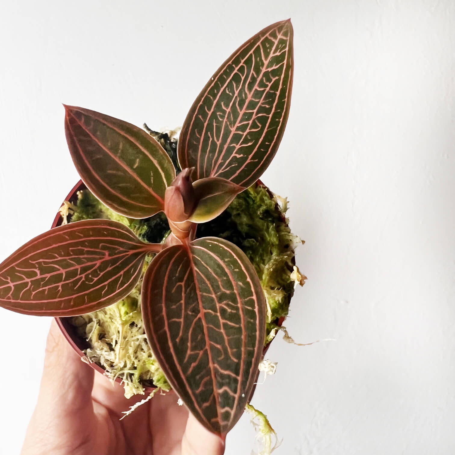 Ludisia Discolor Spiderman