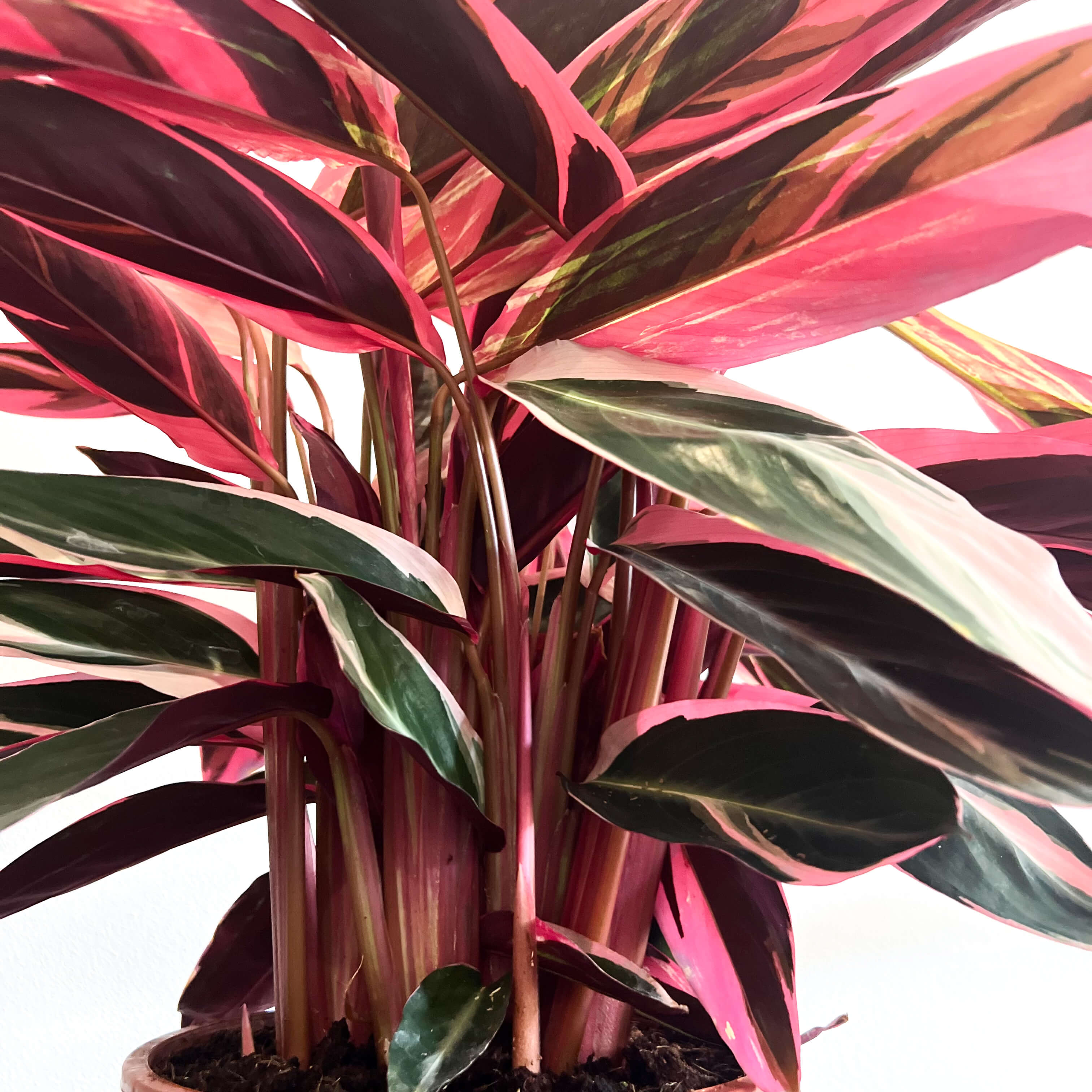 Stromanthe sanguinea "Triostar"