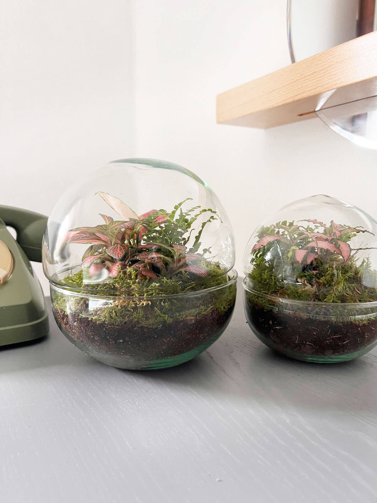 m-DOME (micro-Dome) Terrarium /FLOS