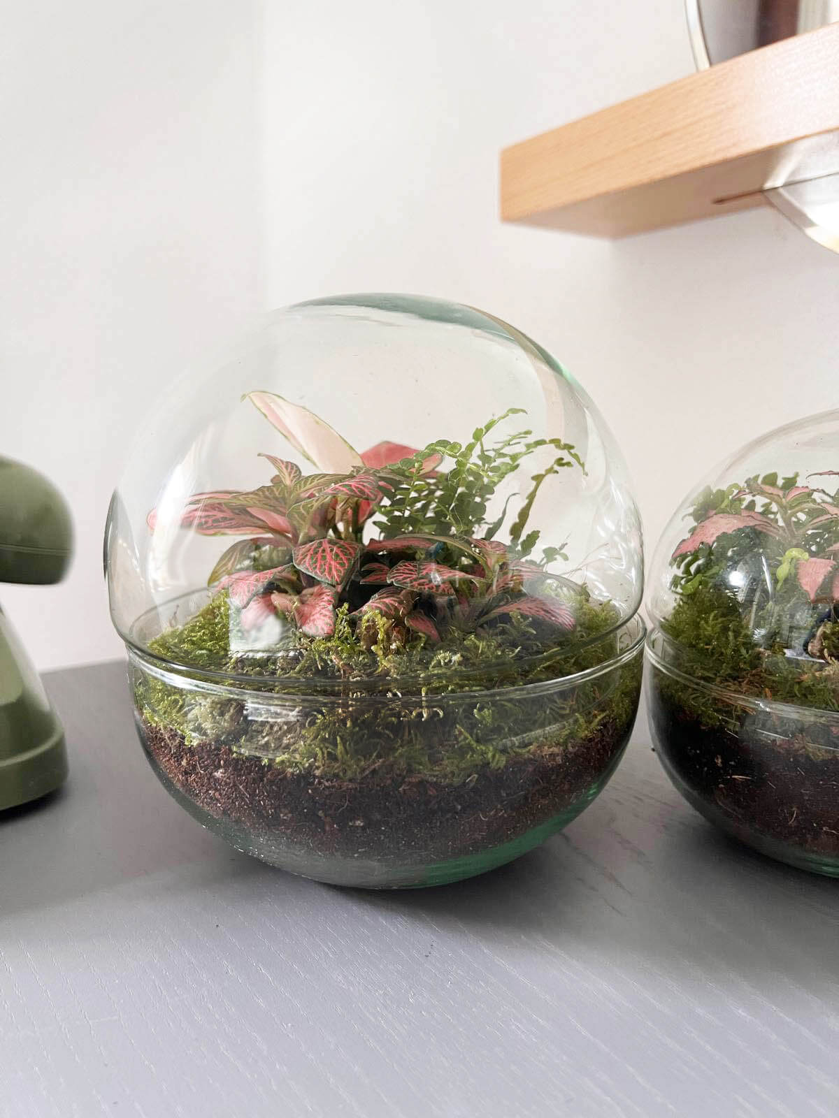 m-DOME (micro-Dome) Terrarium /FLOS