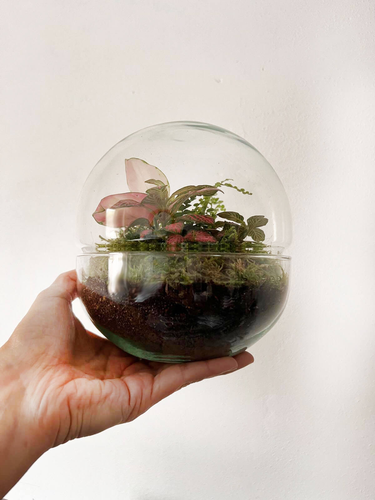 m-DOME (micro-Dome) Terrarium /FLOS