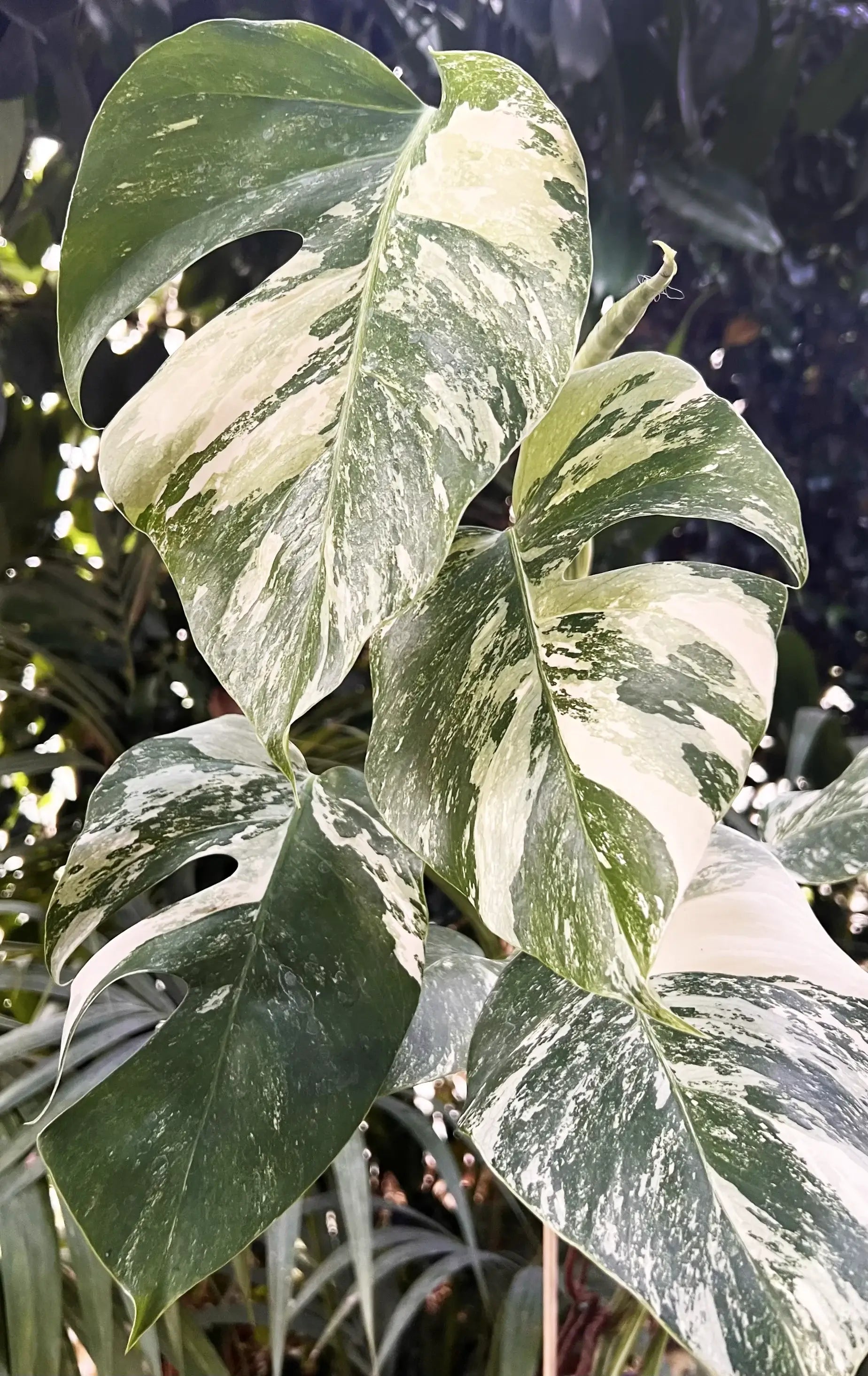 Monstera Deliciosa Albo Variegata /Livia