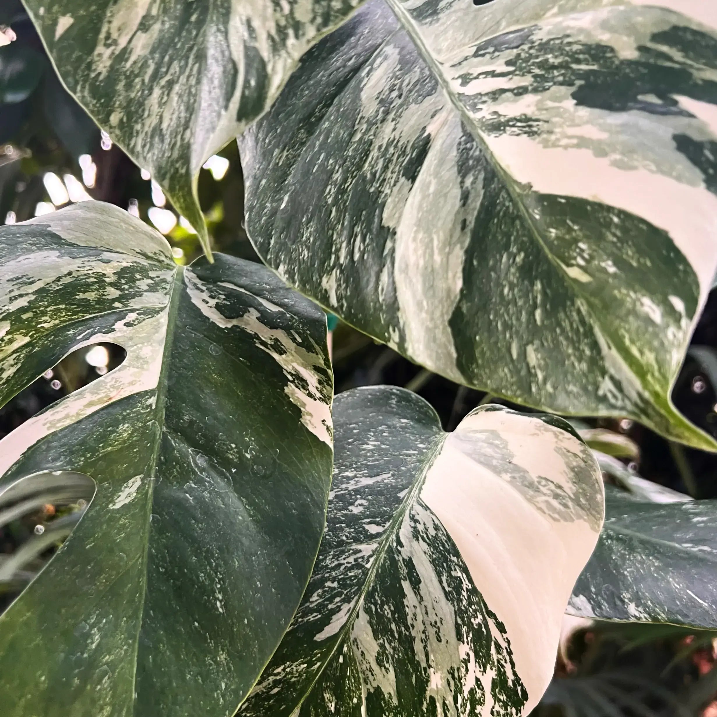 Monstera Deliciosa Albo Variegata /Livia