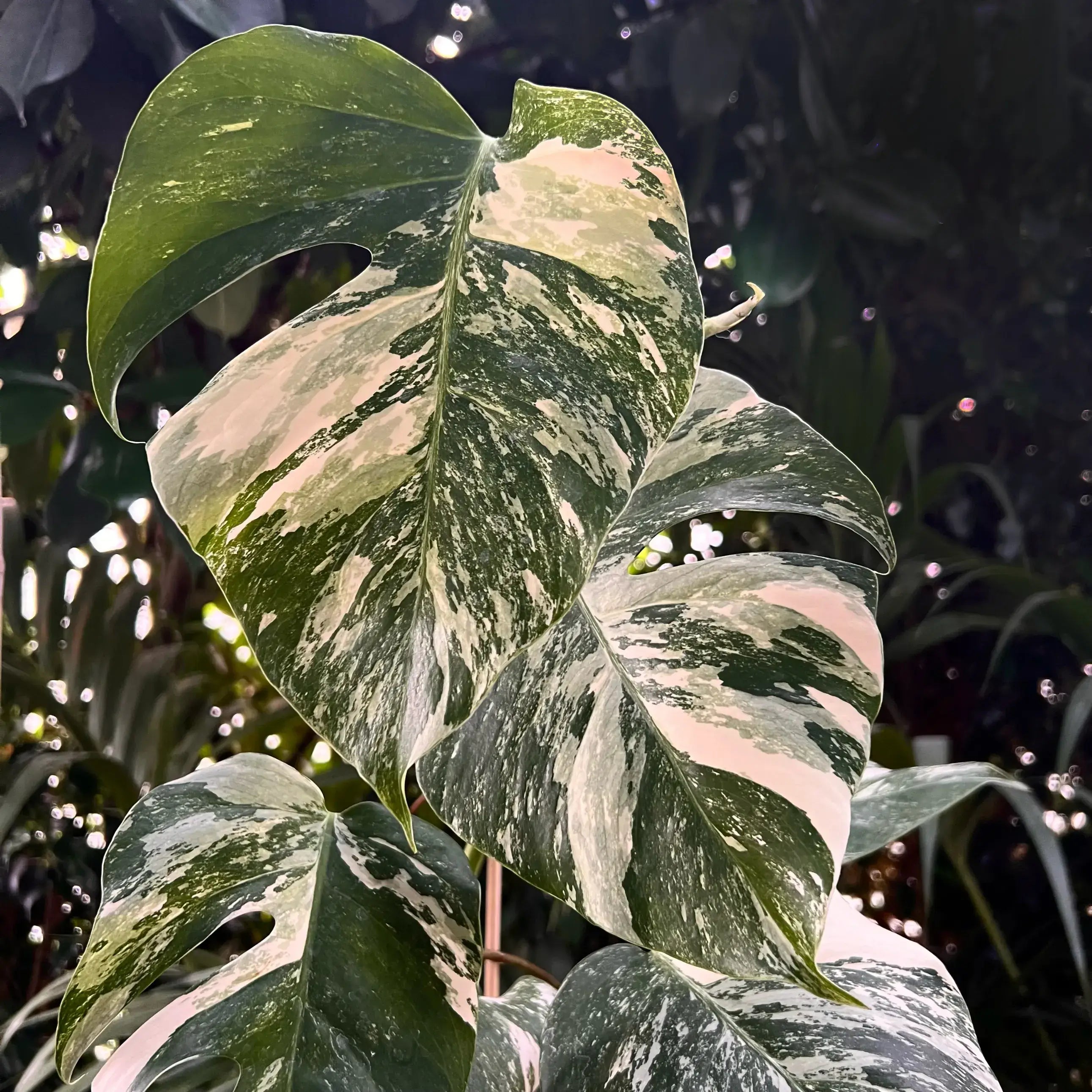 Monstera Deliciosa Albo Variegata /Livia