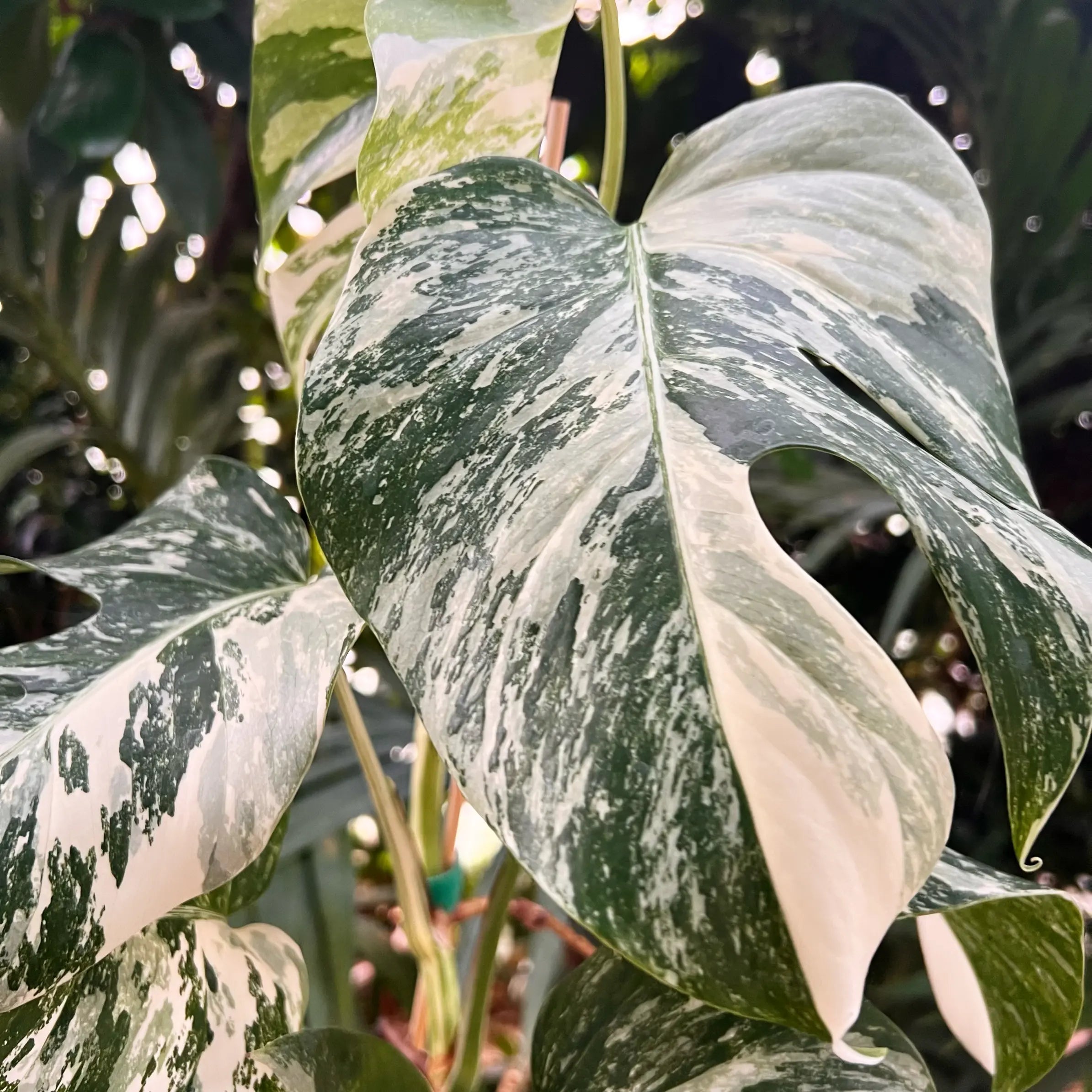 Monstera Deliciosa Albo Variegata /Lucy