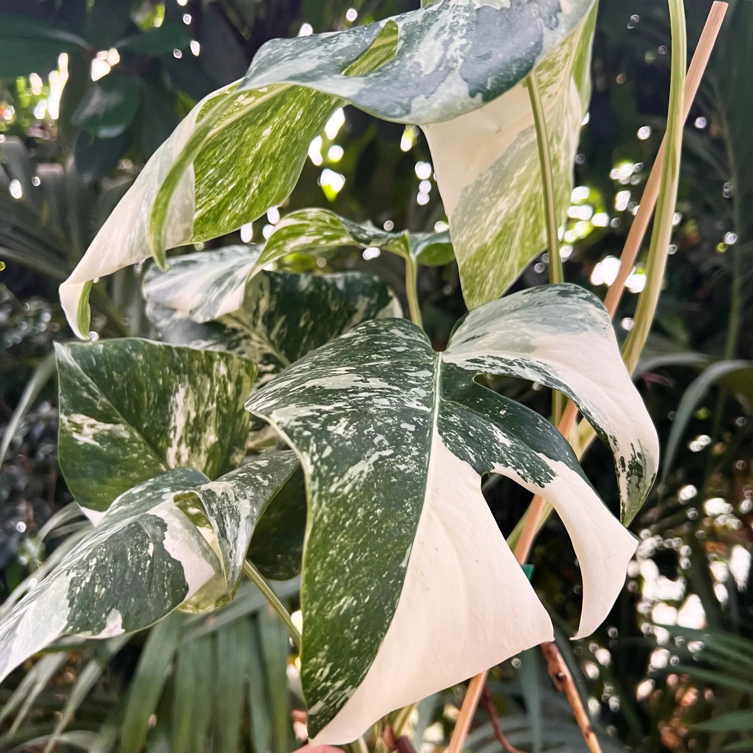 Monstera Deliciosa Albo Variegata /Lucy