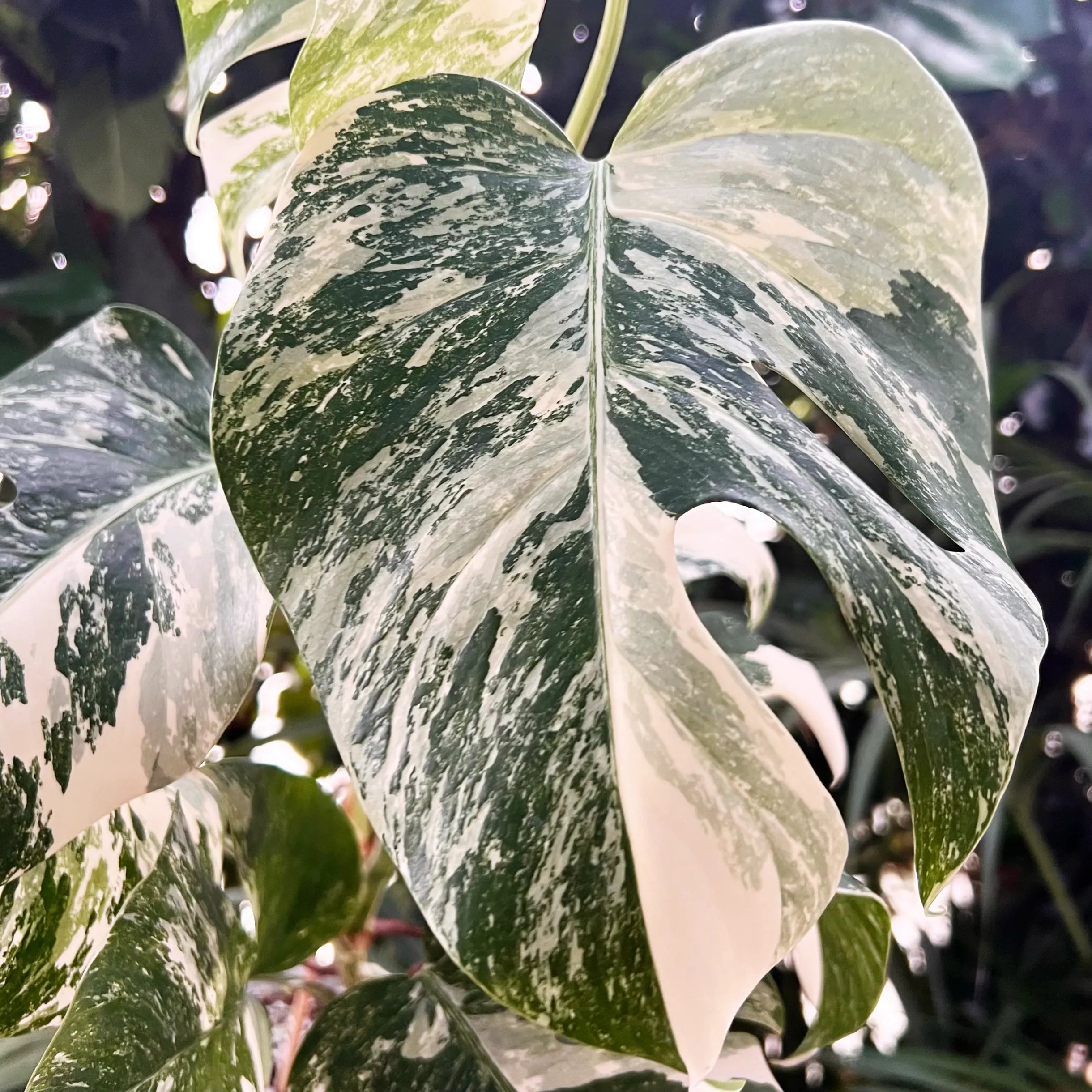 Monstera Deliciosa Albo Variegata /Lucy