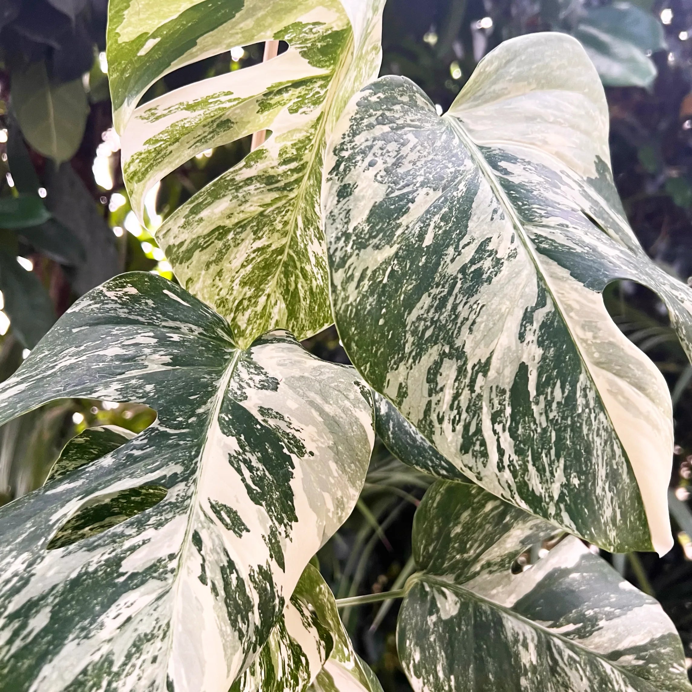 Monstera Deliciosa Albo Variegata /Lucy