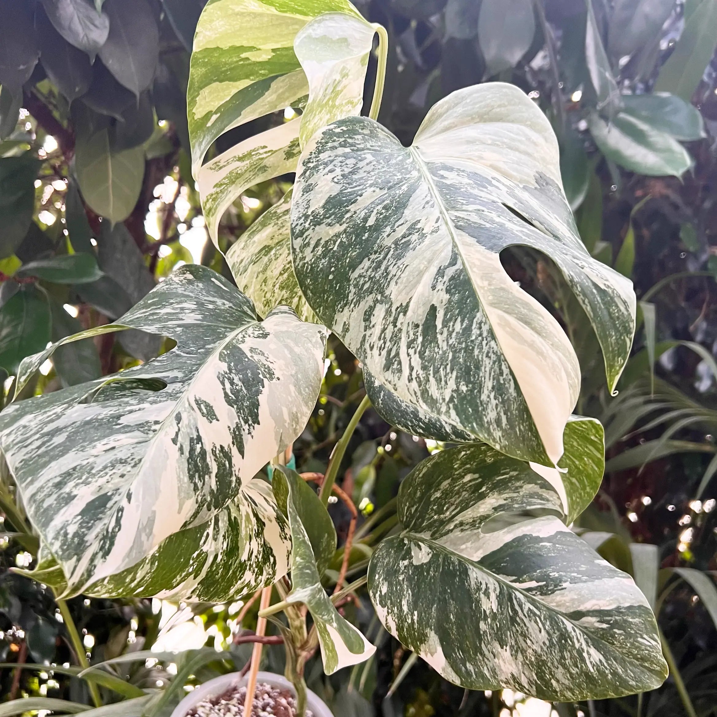 Monstera Deliciosa Albo Variegata /Lucy