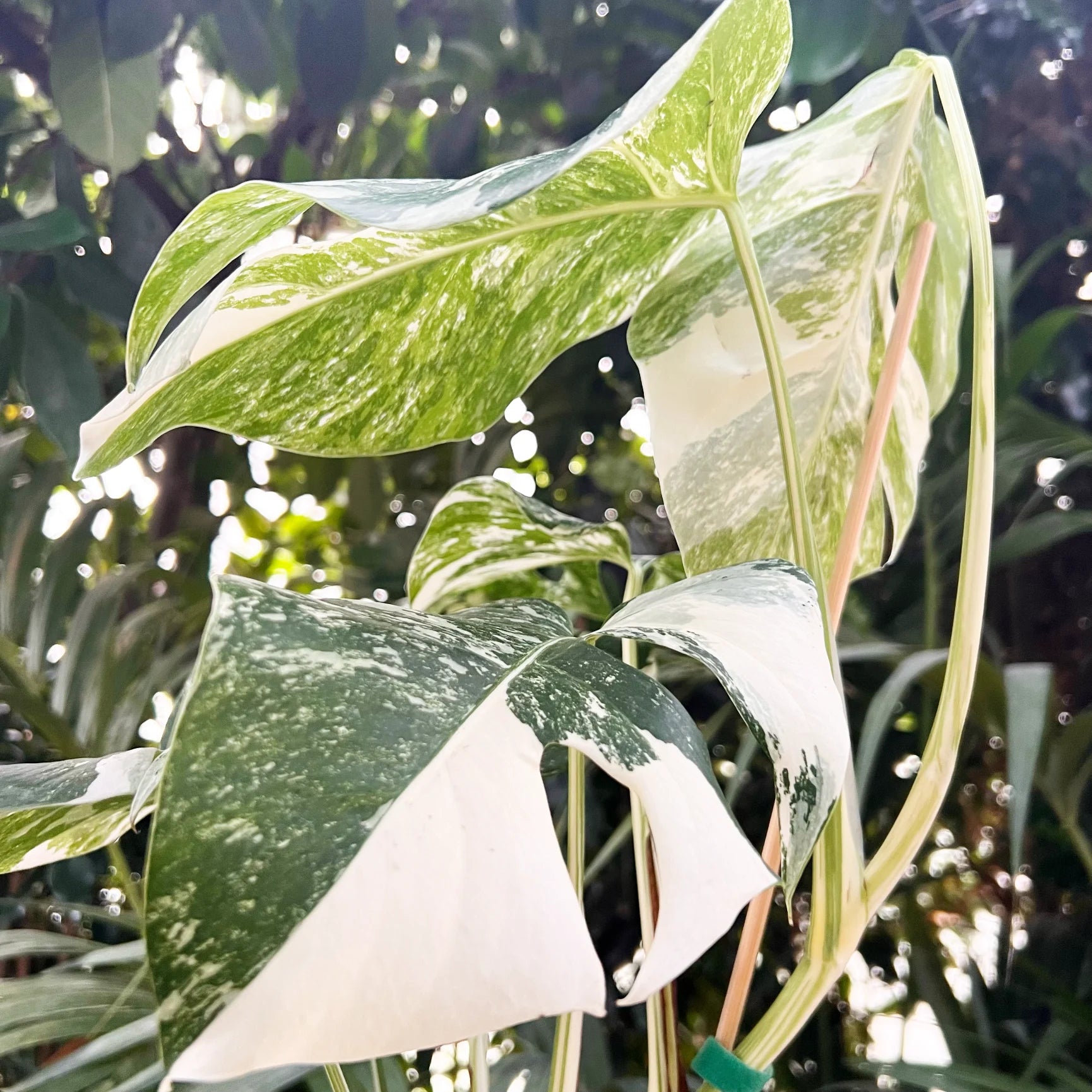 Monstera Deliciosa Albo Variegata /Lucy