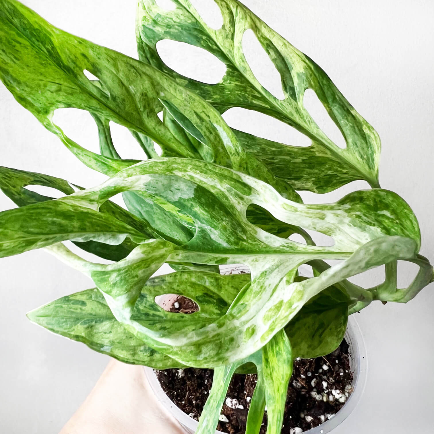 Monstera Adansonii Variegata Mint