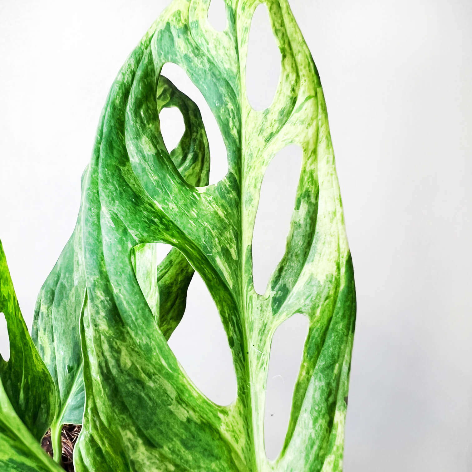 Monstera Adansonii Variegata Mint