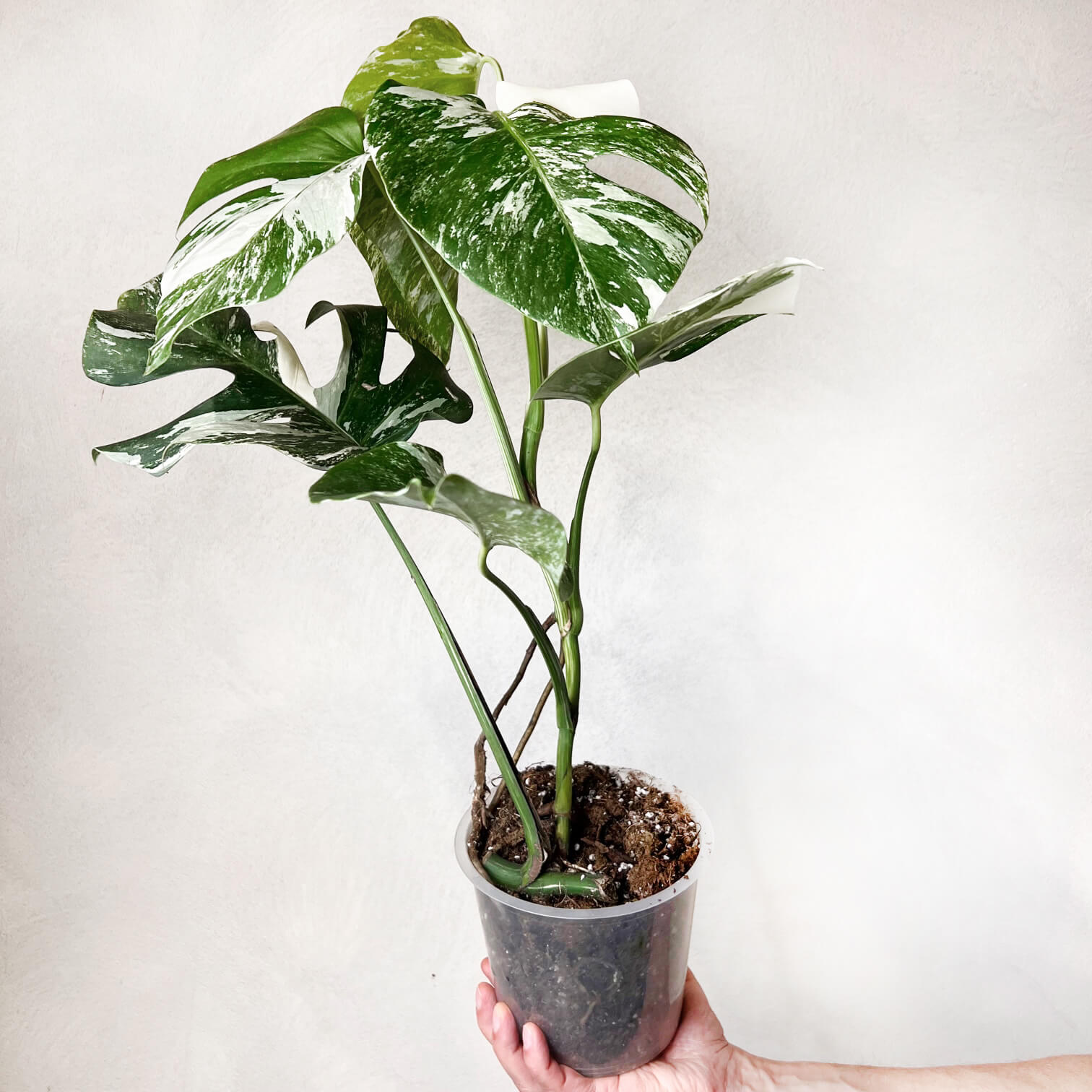 Monstera Deliciosa Albo Variegata
