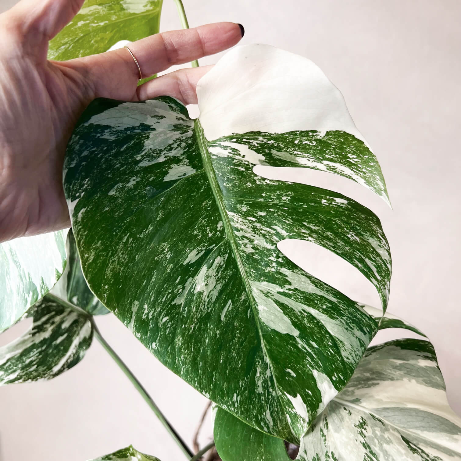 Monstera Deliciosa Albo Variegata