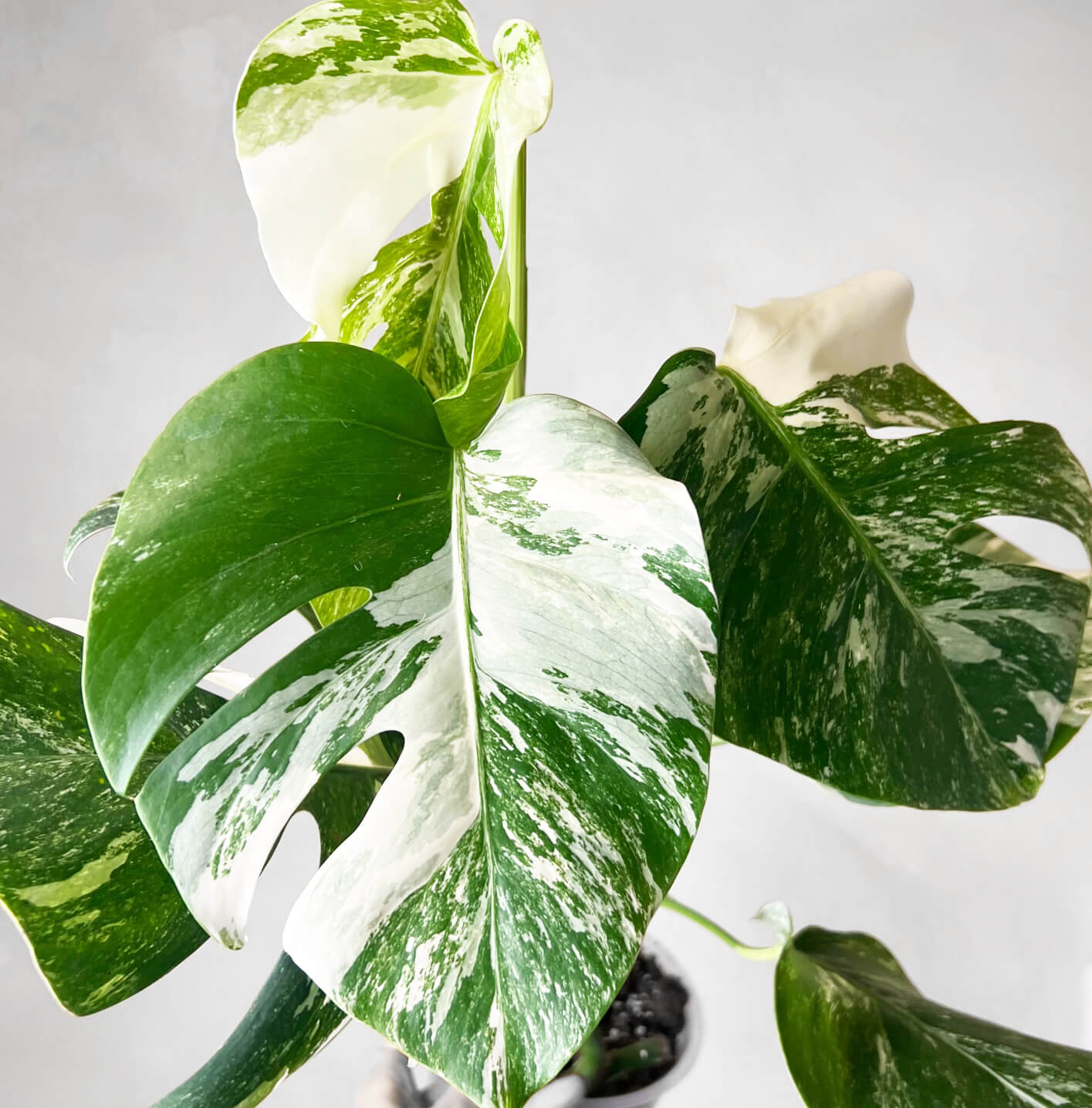 Monstera Deliciosa Albo Variegata