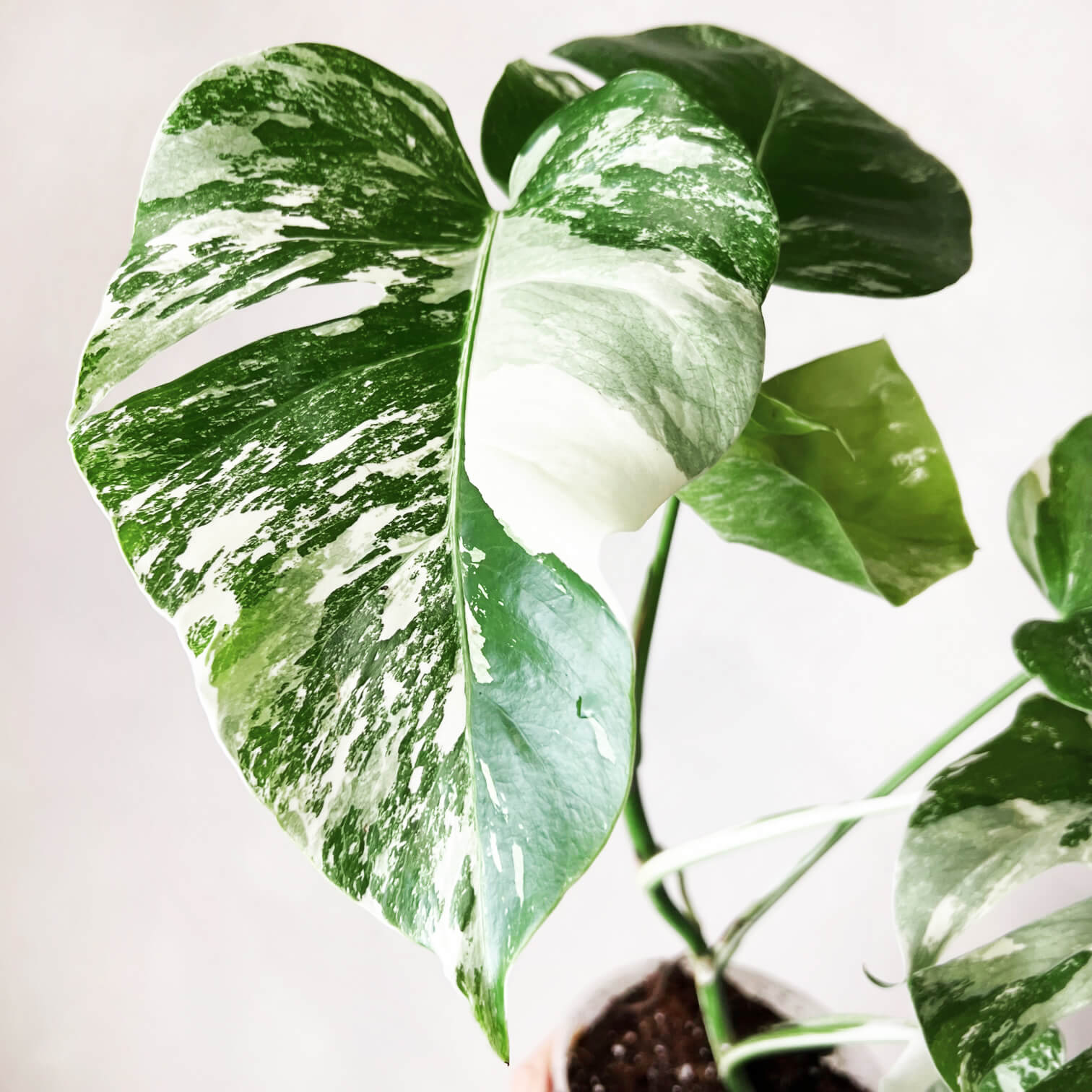 Monstera Deliciosa Albo Variegata