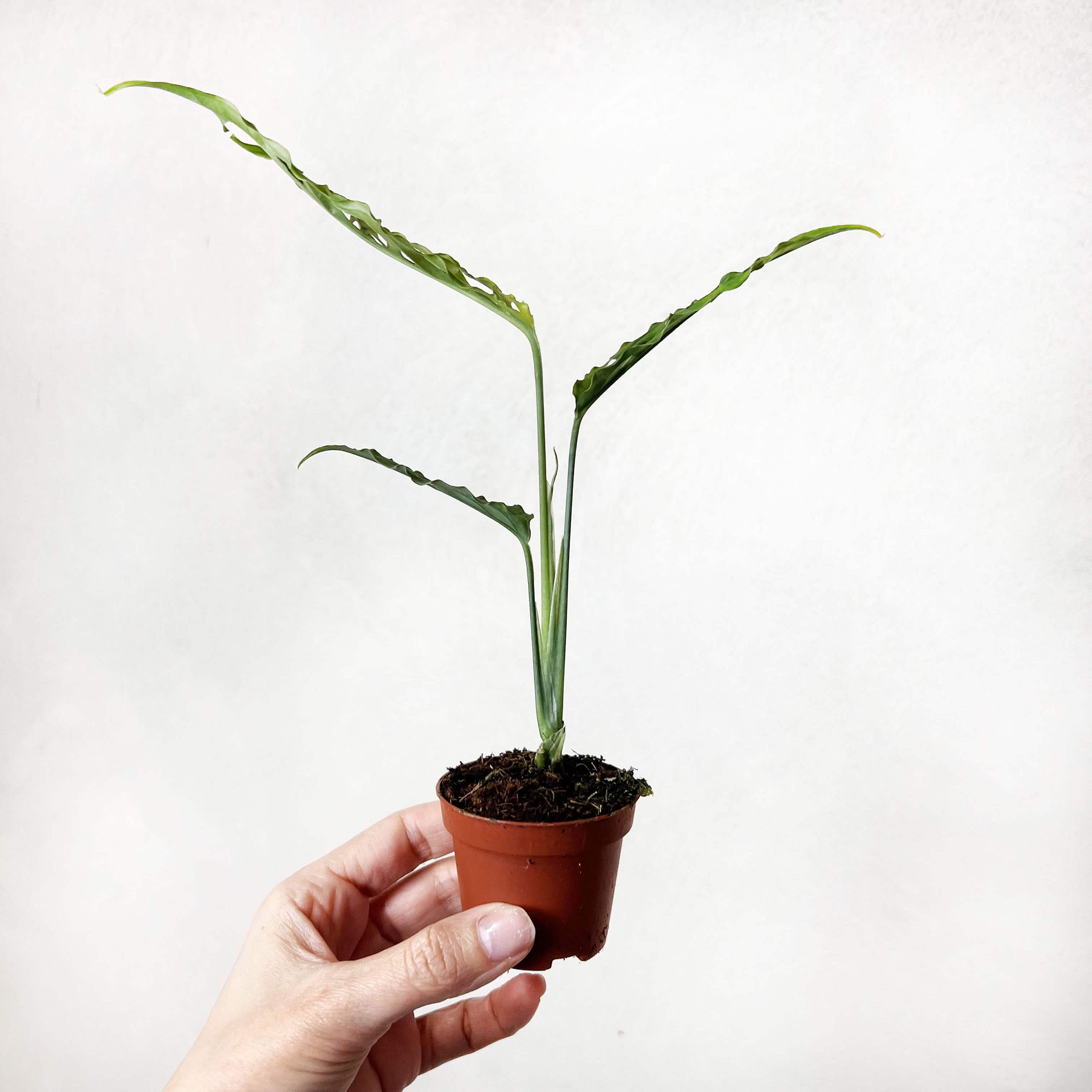 baby Monstera Obliqua "Perù"