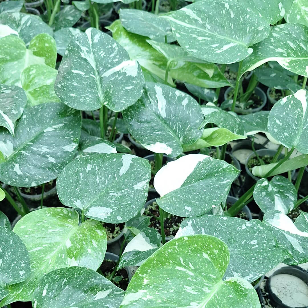 Monstera Thai Constellation