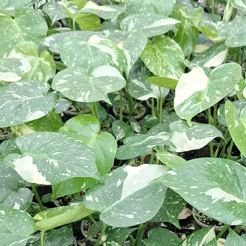 Monstera Thai Constellation