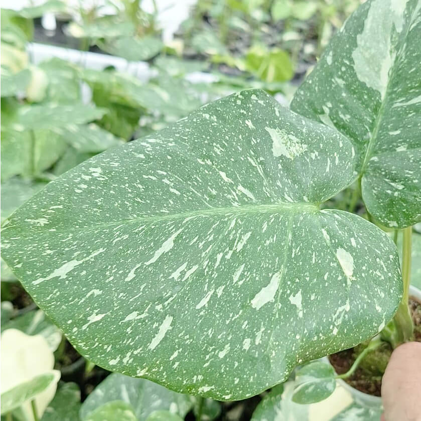 Monstera Thai Constellation