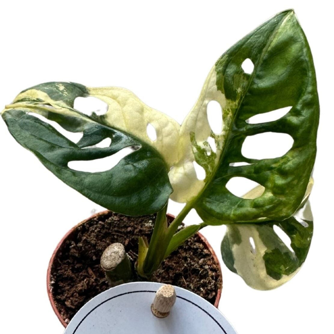 Monstera adansonii Variegata