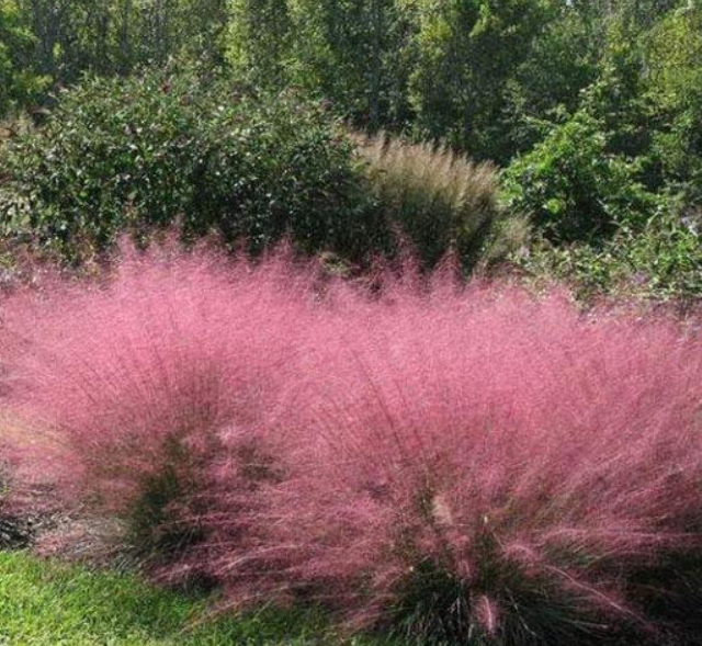 Muhlenbergia capillaris